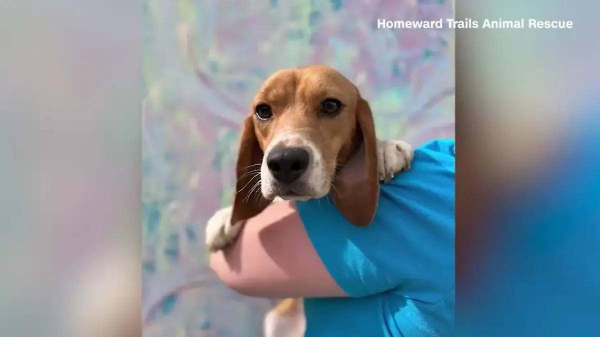 Die Beagle sollen nun ein neues Zuhause finden.