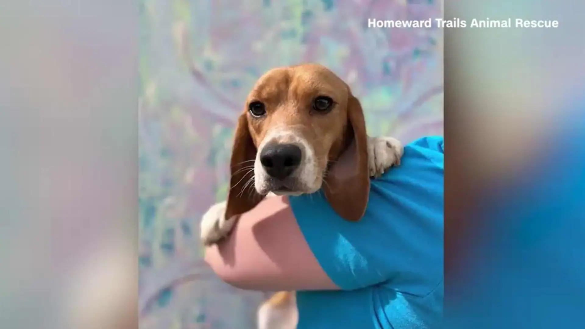 Die Beagle sollen nun ein neues Zuhause finden.