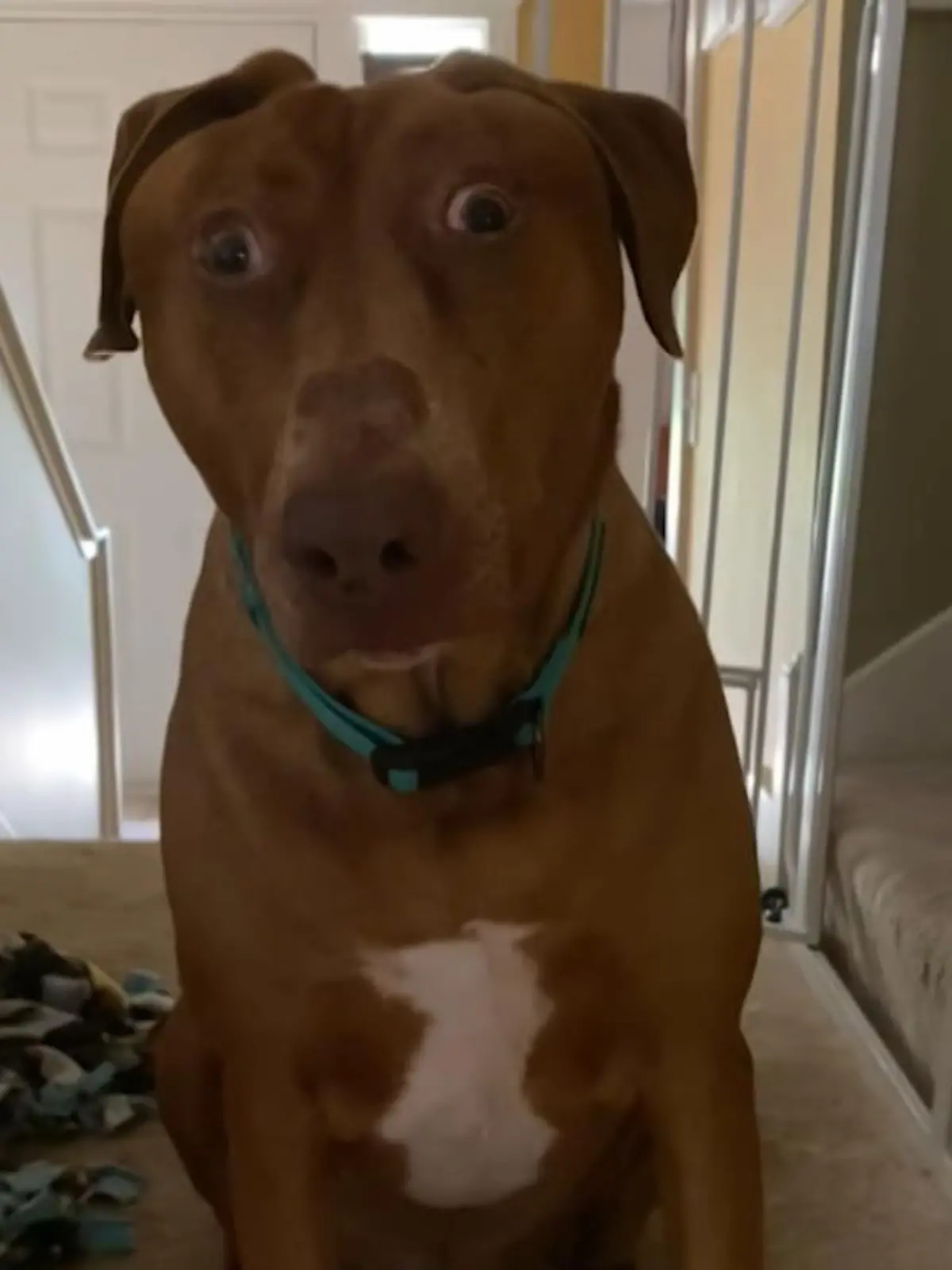 Belle ist ein sehr...besonderer Hund. Denn Belle sieht immer so aus, als hätte sie Zuhause etwas wichtiges vergessen. Die Muskeln an ihrem Gesicht sind bei der Geburt etwas in Mitleidenschaft gezogen worden, wodurch der erschrockene Blick zustande gekommen ist.