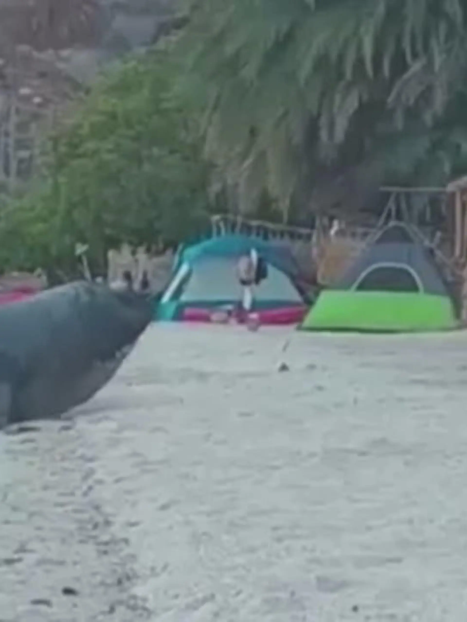 In Mexiko hat dieser See-Elefant eine Familie im Urlaub erschreckt. Das riesige Tier machte es sich am Strand gemütlich und soll sich sogar später noch in den Schatten gelegt haben. Die Reaktion der Familie zeigen wir im Video.