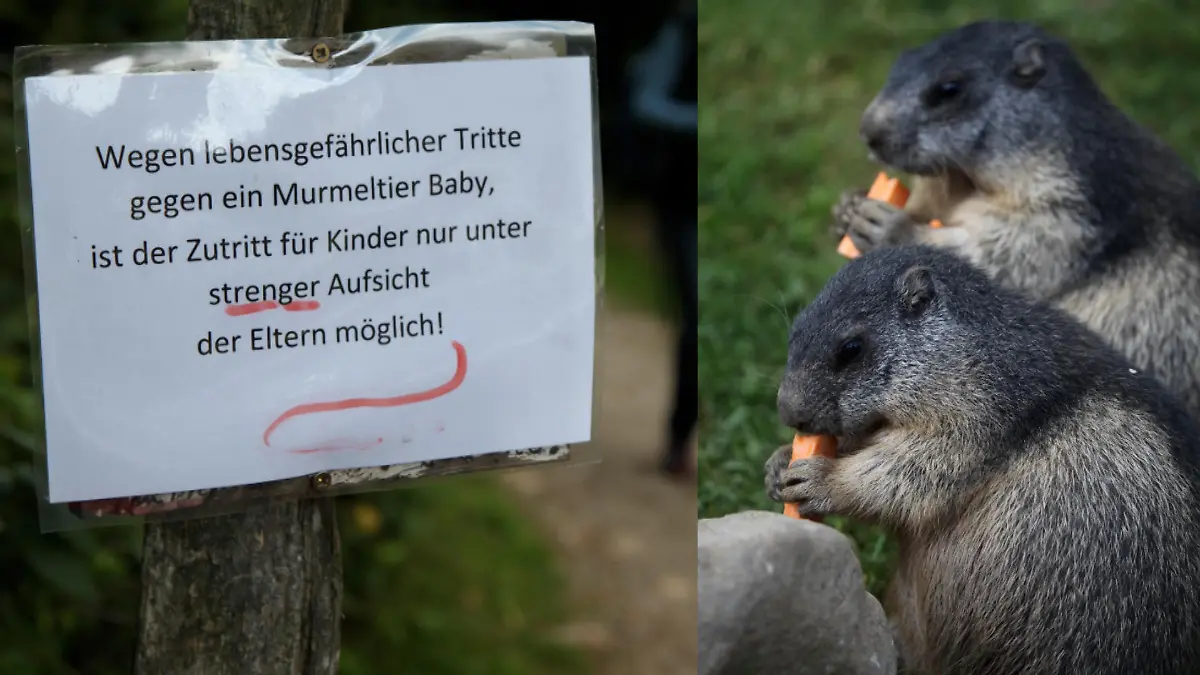 Junge spielt "Fußball" mit Murmeltier-Baby – dann wird das Tier bewusstlos