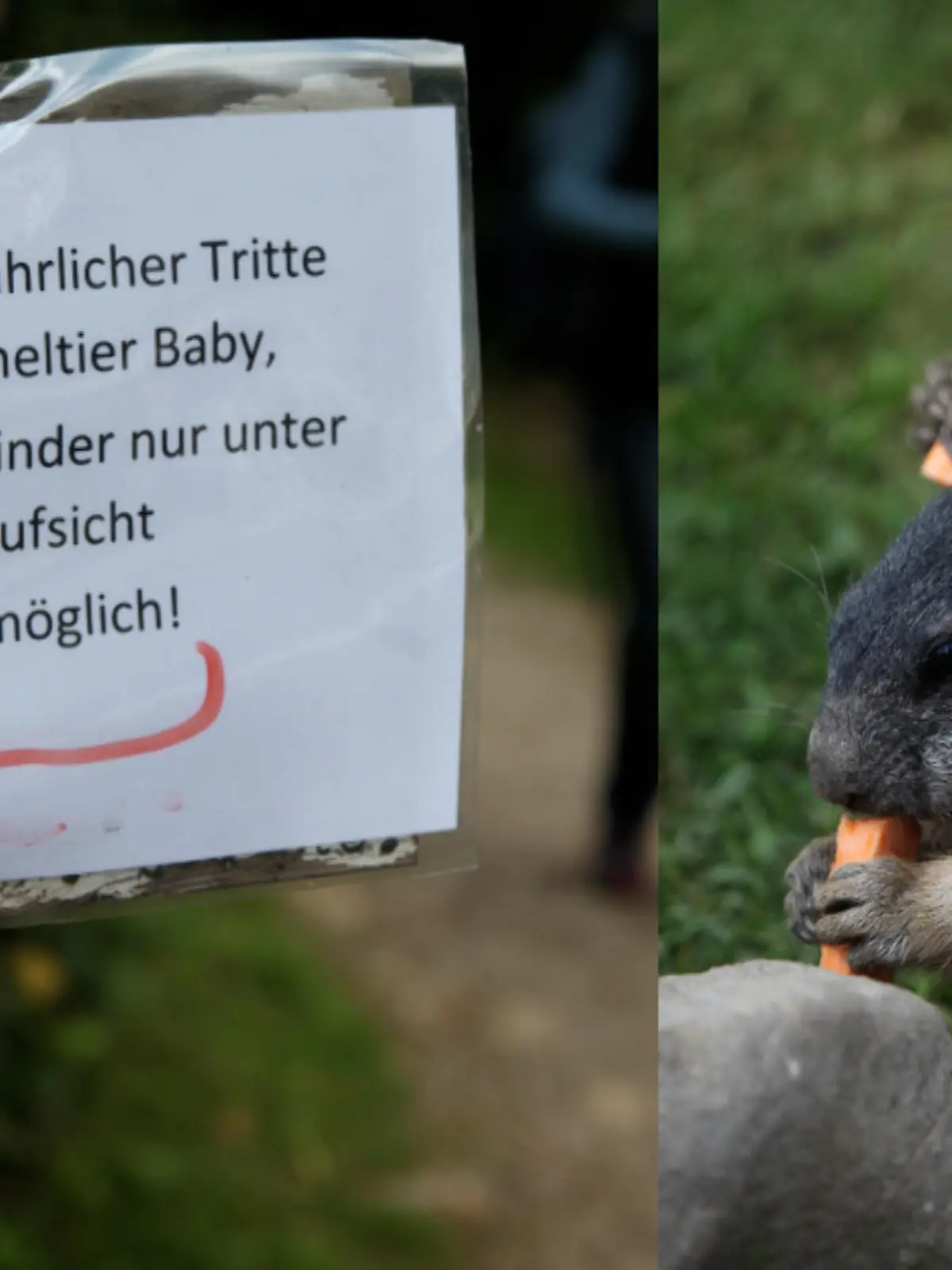 Junge spielt "Fußball" mit Murmeltier-Baby – dann wird das Tier bewusstlos