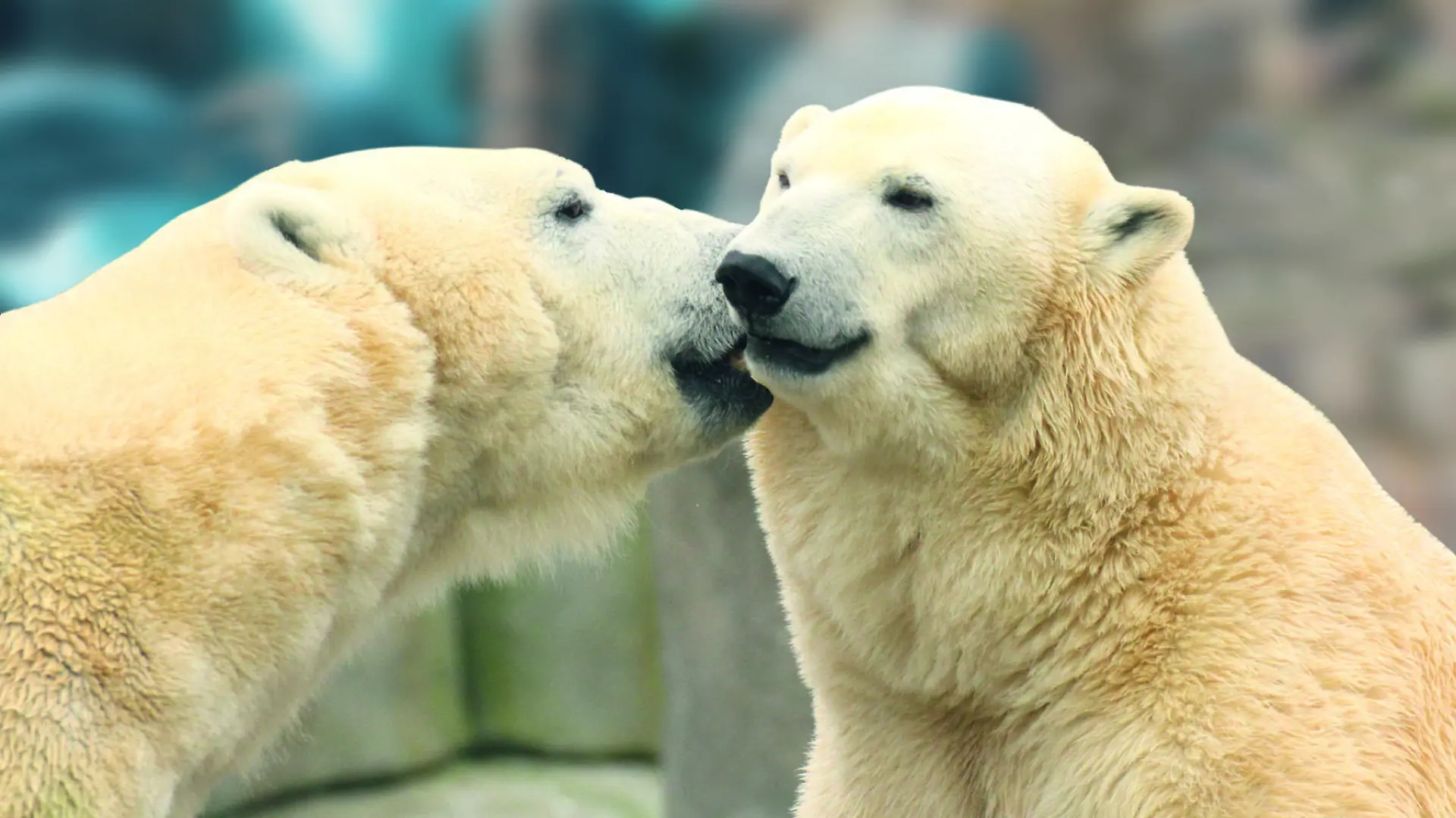 Eisbären im zehnjährigen Eismeer im Tierpark Hagenbeck.