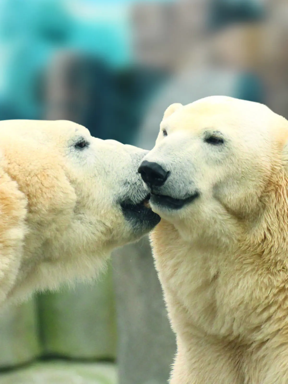 Eisbären im zehnjährigen Eismeer im Tierpark Hagenbeck.