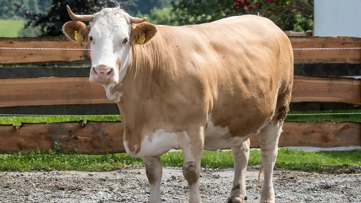 Kuh Yvonne steht am 30.06.2016 im Gnadenhof Gut Aiderbichl in Deggendorf (Bayern). Mit ihrer spektakulären Flucht machte Yvonne Schlagzeilen über Deutschlands Grenzen hinaus. Fünf Jahre nach ihren Eskapaden im Wald käut die ehemalige Milchkuh aus Kärnten in Deggendorf ihr Gnadenheu. Foto: Armin Weigel/dpa (zu dpa-Korr «80 Kilo mehr - Kuh «Yvonne» käut mit Appetit ihr Gnadenheu» vom 03.07.2016) ++