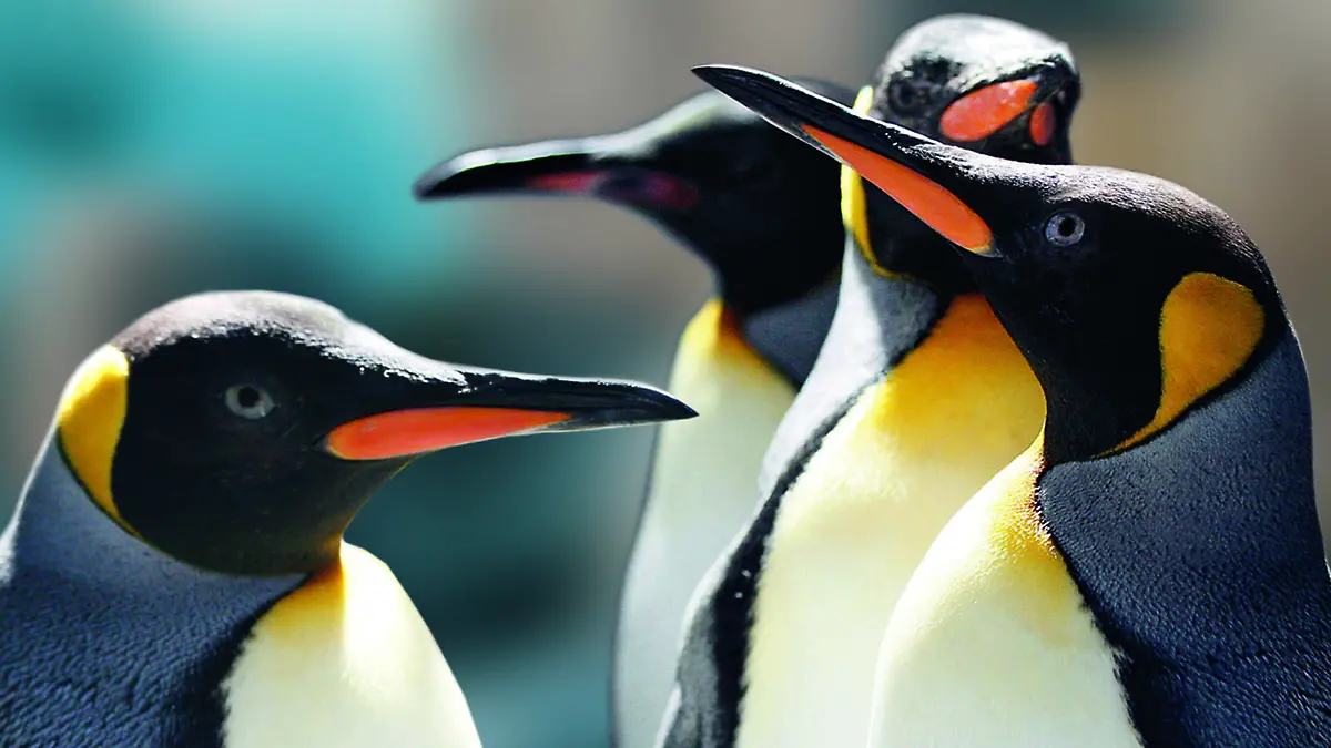 Königspinguine im zehnjährigen Eismeer im Tierpark Hagenbeck