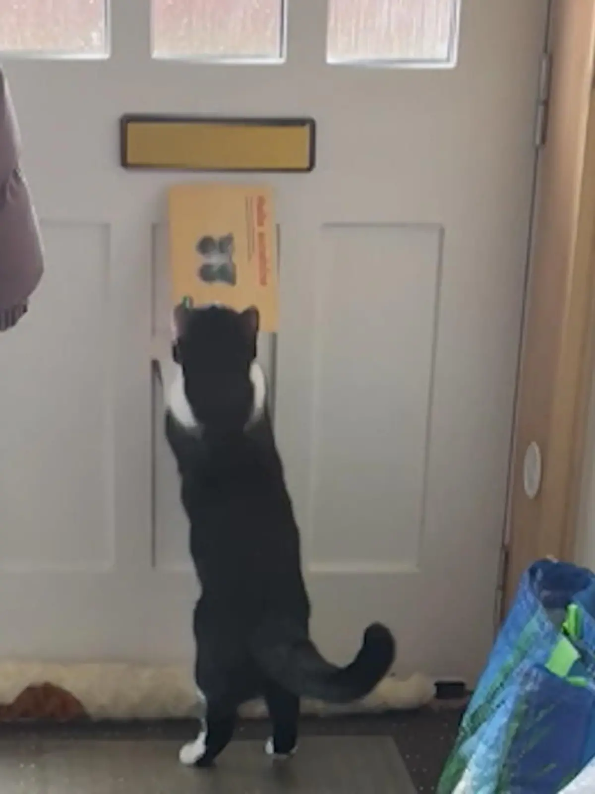 Wo gehört bei Ihnen zu Hause die Post hin? Vermutlich in den Briefkasten. In diesem Video kann man aber eine sehr seltene Briefkatze bestaunen. Kater Leo wartet nämlich jeden Morgen brav an der Haustür auf die Post – und bringt sie dann zu Frauchen.