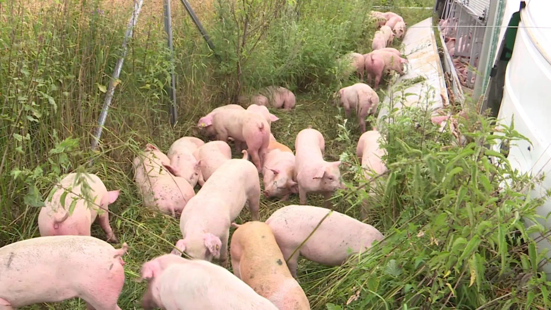 Als die Polizei eintrifft liegen viele der 600 Schweine zum Teil schwerverletzt auf dem Grünstreifen.