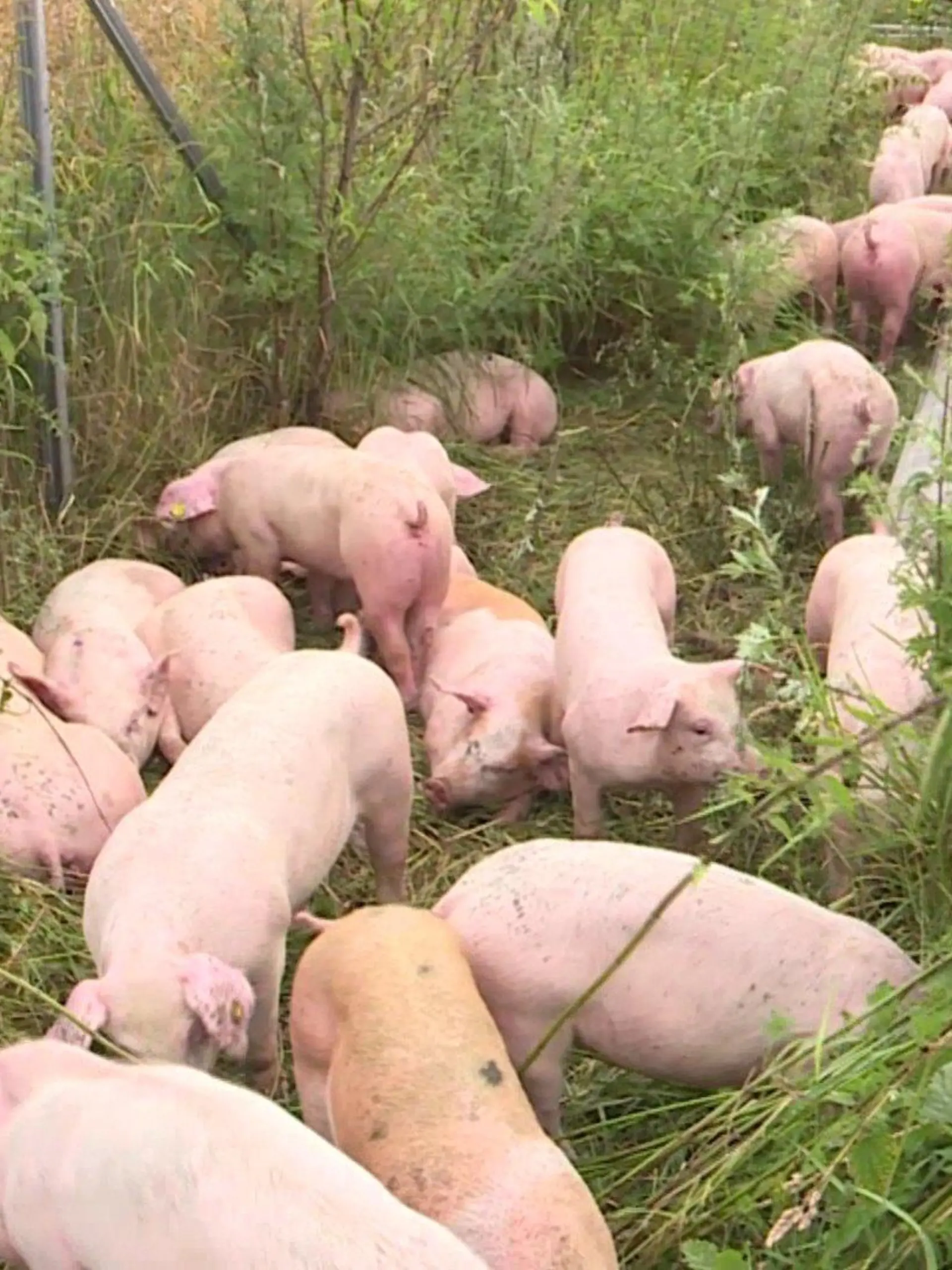 Als die Polizei eintrifft liegen viele der 600 Schweine zum Teil schwerverletzt auf dem Grünstreifen.