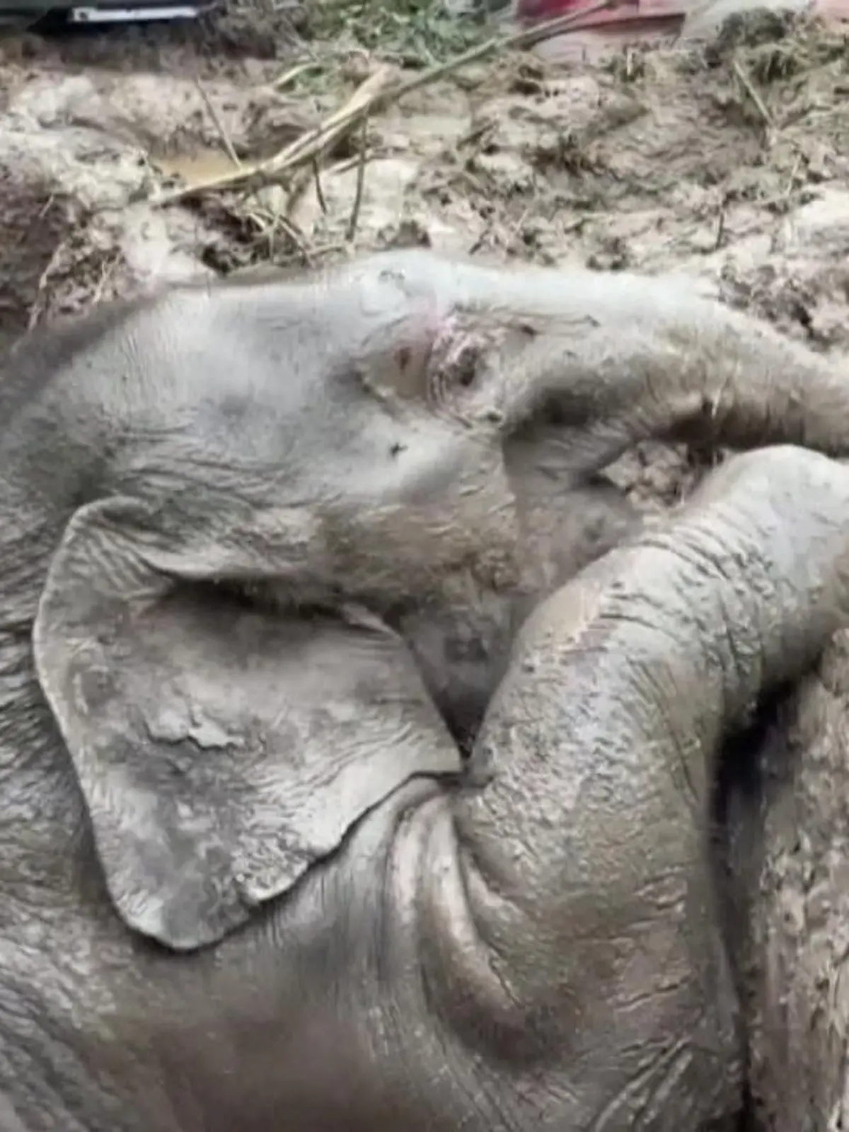 In einem Nationalpark in Nakhon Nayok (Thailand) müssen Tierschützer zwei Elefanten retten. Sowohl das Elefantenbaby als auch die Elefantenmutter sind in ein Loch gefallen. Nur mit der Hilfe der Tierretter kommen sie wieder in die Wildnis.