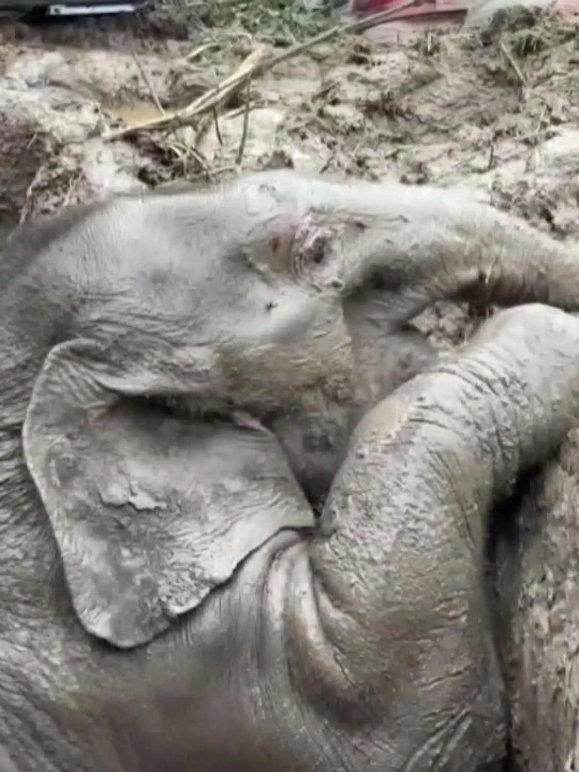 In einem Nationalpark in Nakhon Nayok (Thailand) müssen Tierschützer zwei Elefanten retten. Sowohl das Elefantenbaby als auch die Elefantenmutter sind in ein Loch gefallen. Nur mit der Hilfe der Tierretter kommen sie wieder in die Wildnis.