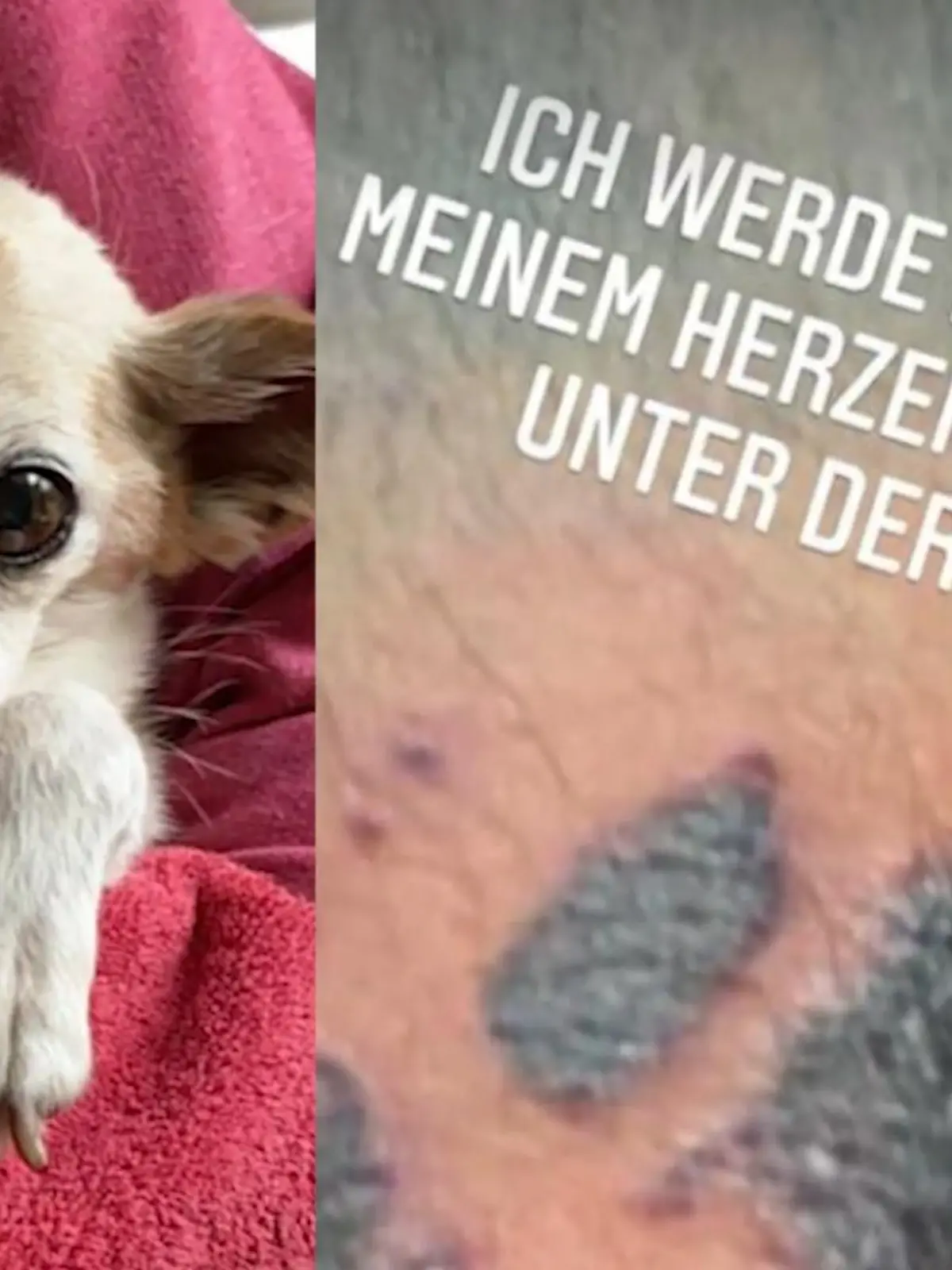 Bild zu: "Jenny und Paul Elvers trauern um ihre Hündin"