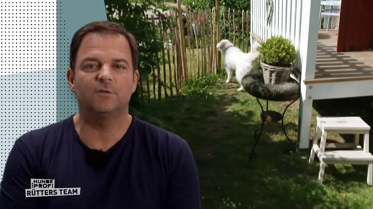 Zu Hause dreht Tilda durch - bei Fremden Patrouillieren, bellen, jagen