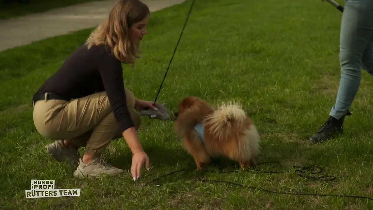 Ist Bailey vielleicht nur unterfordert? Die Hundetrainerin testet