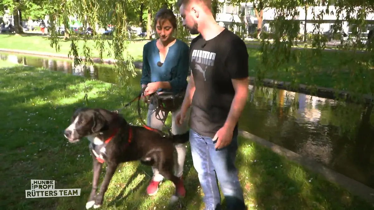 Theo hat ein Problem mit Artgenossen und Katzen Großer Stress für den Hund