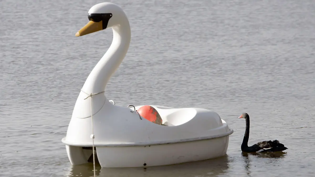 Der Trauerschwan "Petra" schwimmt am Mittwoch (28.03.2007) auf dem Aasee von Münster hinter seinem "Artgenossen", einem Plastiktretboot in der Form eines weißen Schwans. Beide sind heute wieder aus dem Zoo in die Freiheit entlassen worden. Foto: Friso Gentsch dpa/lnw +++(c) dpa - Bildfunk+++