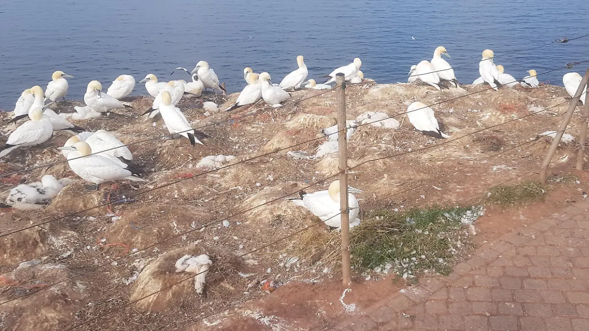 Tote Küken liegen in der Basstölpel-Kolonie auf Helgoland.