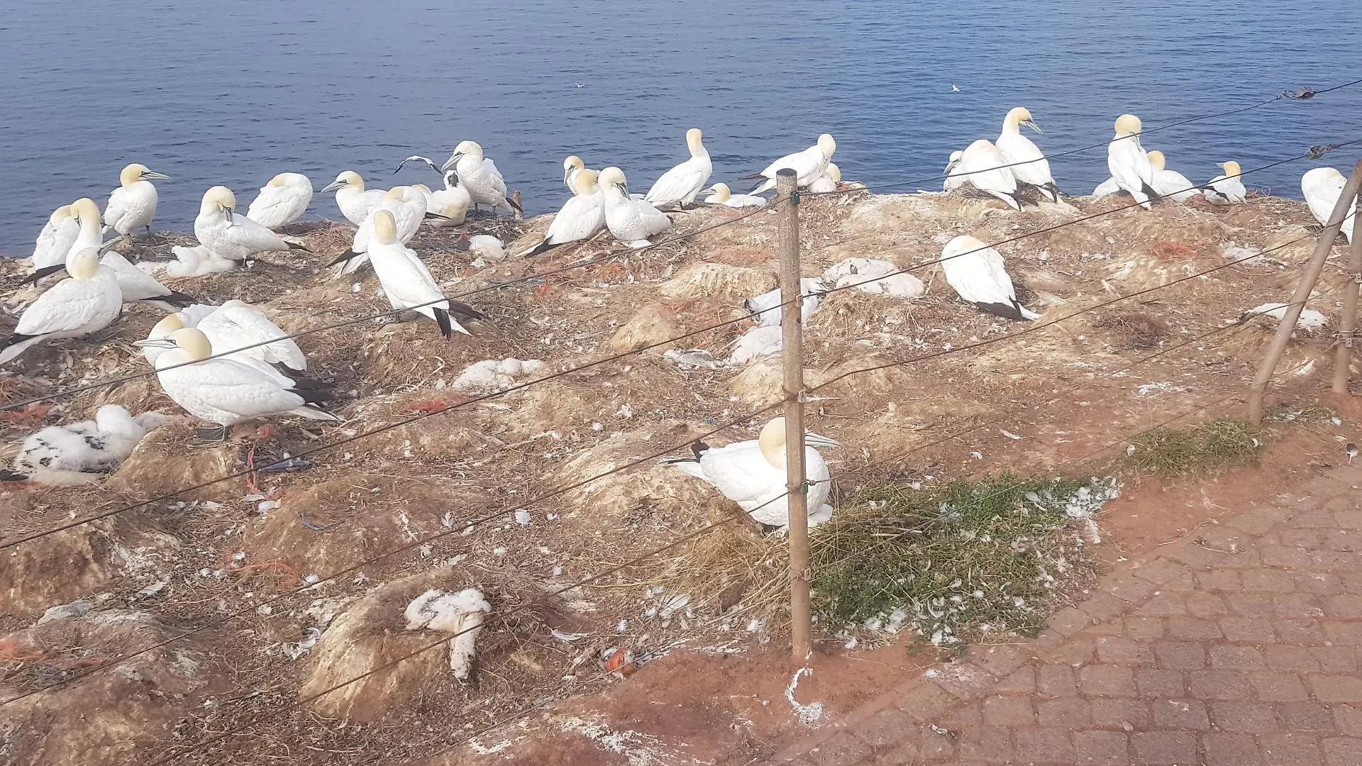 Tote Küken liegen in der Basstölpel-Kolonie auf Helgoland.