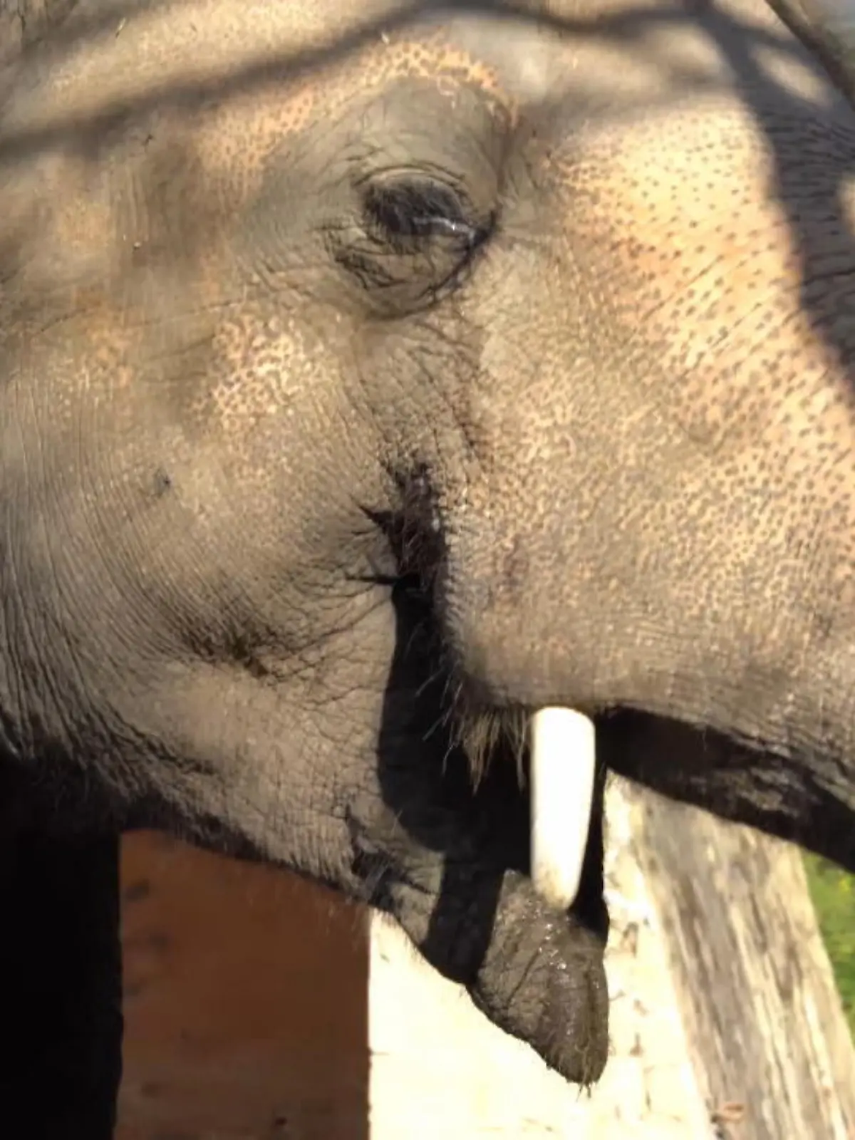 Bild zu: "Einsamster Elefant der Welt darf endlich umziehen"