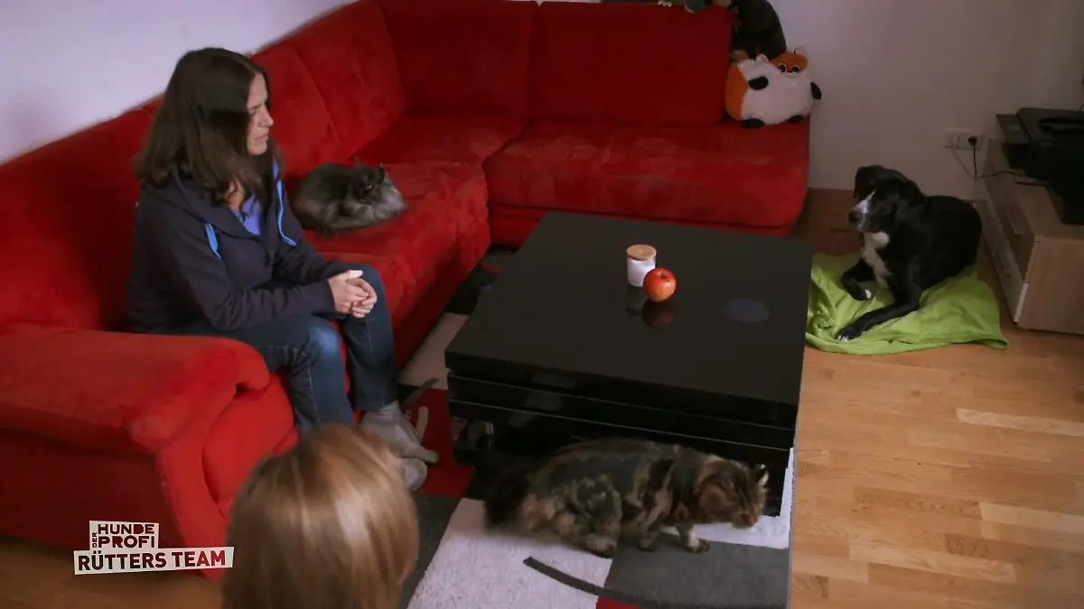 Endlich Frieden im Wohnzimmer Theo und die Katzen