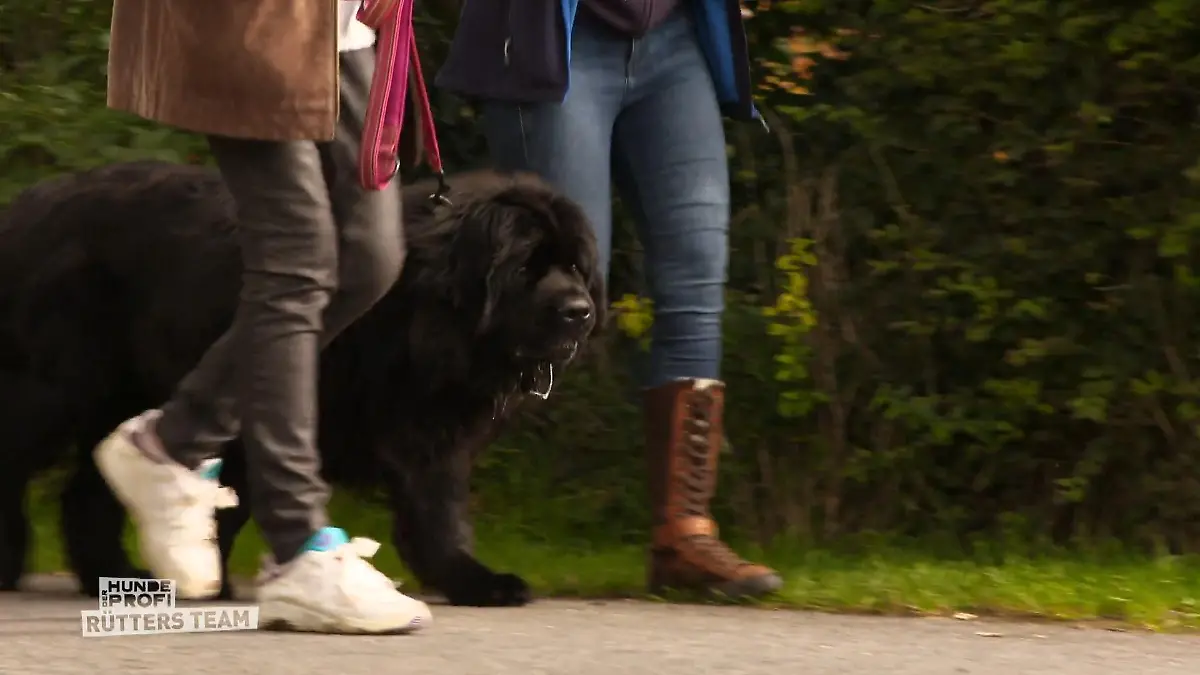 Smilla zeigt große Fortschritte mit anderen Hunden Echte Trainingserfolge