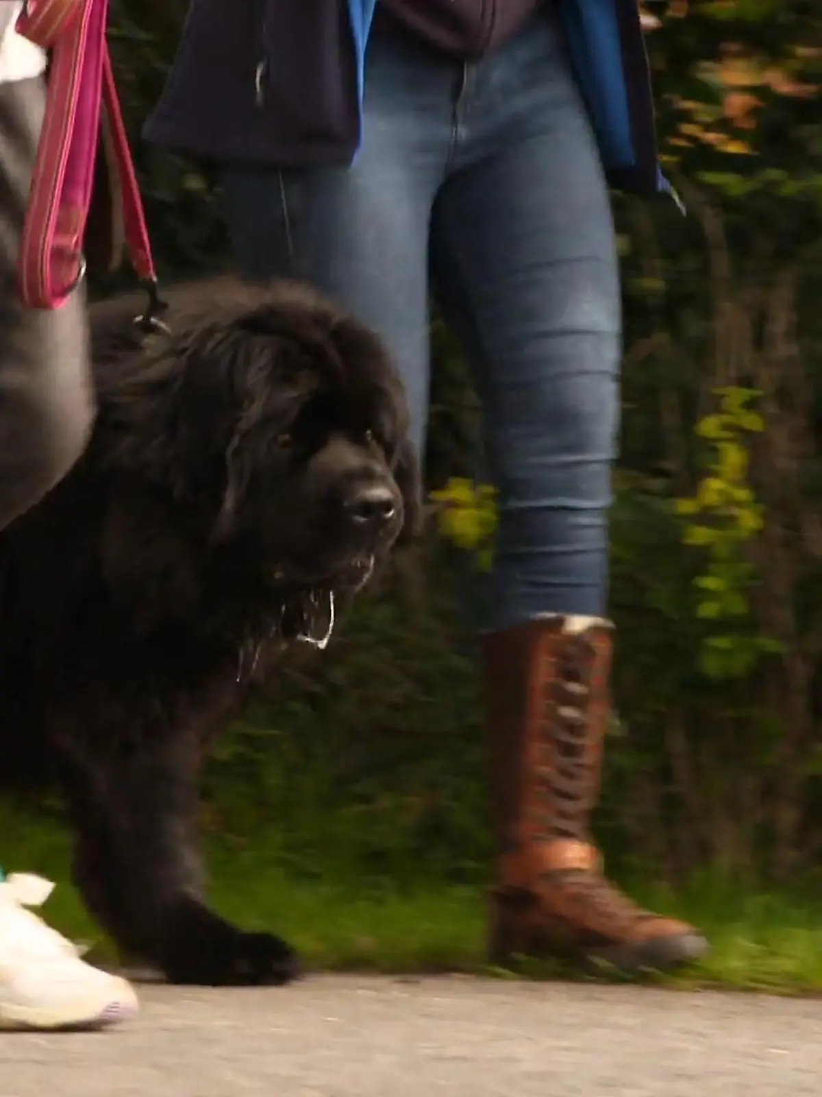 Bild zu: "Smilla zeigt große Fortschritte mit anderen Hunden"