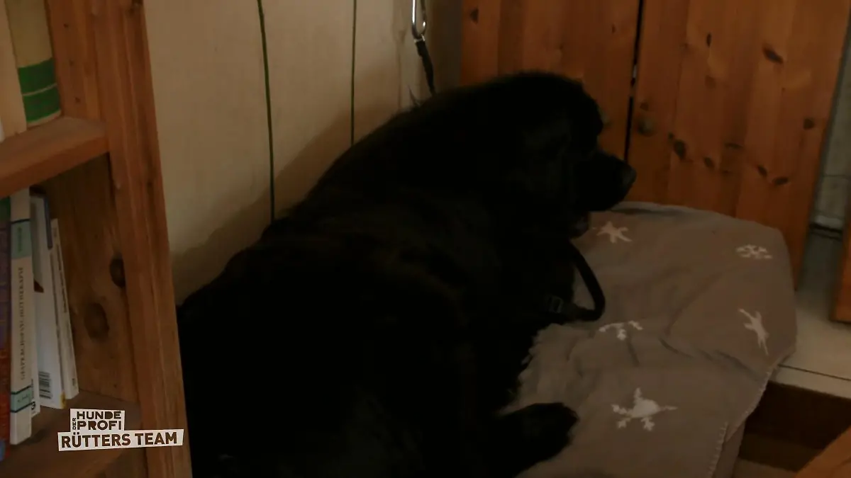 Smilla bekommt einen sicheren Platz Hier kann sie entspannen