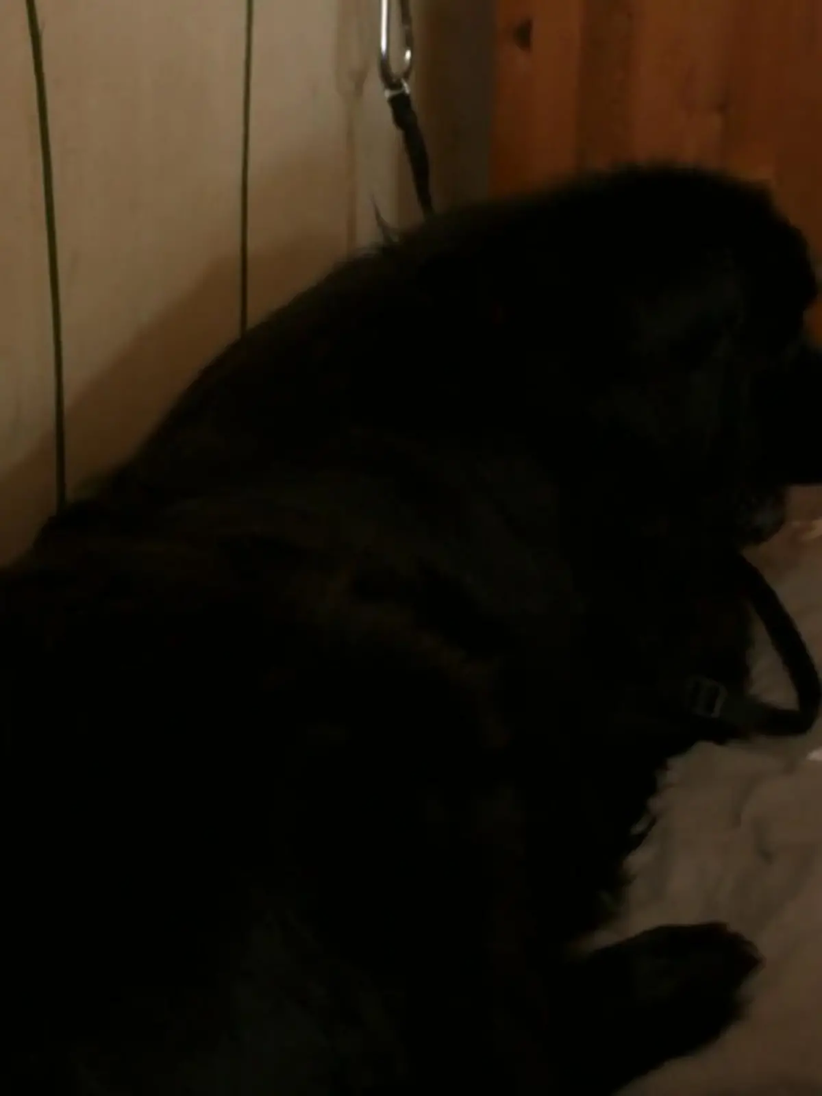 Bild zu: "Smilla bekommt einen sicheren Platz"