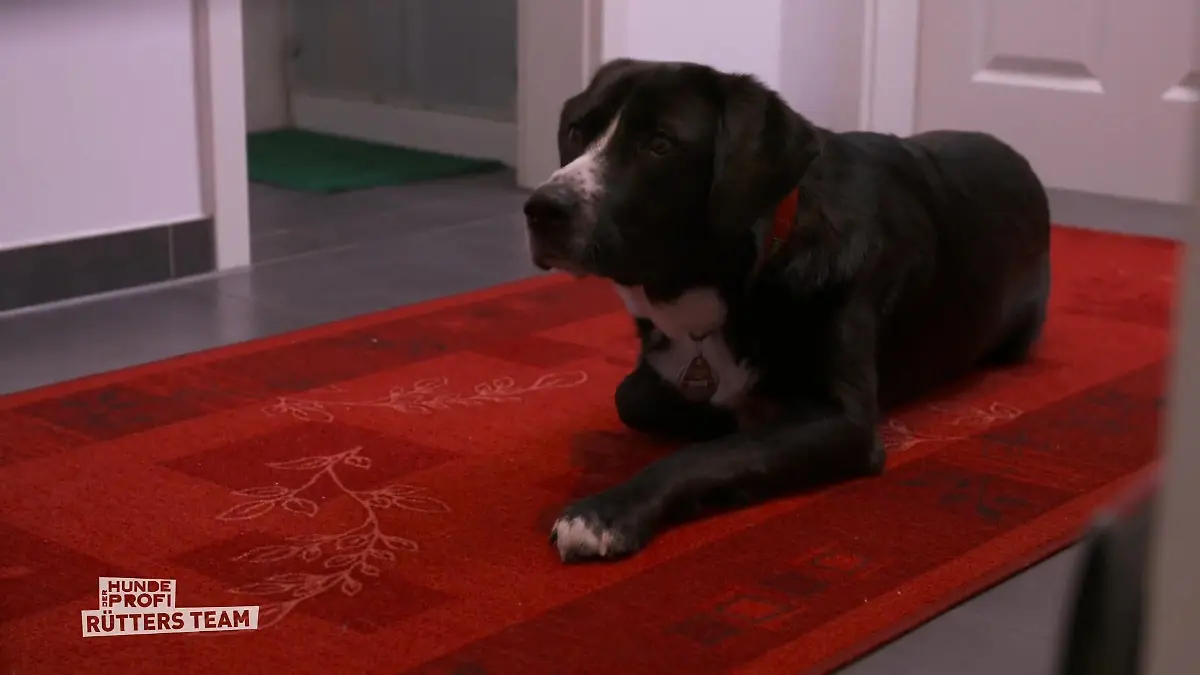 Theo und die beiden Katzen kommen nicht klar Wie Hund und Katze