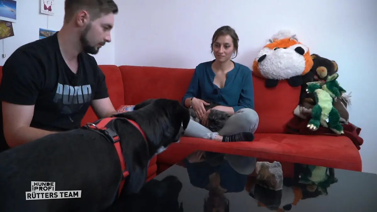 Hier passen Hund und Katzen nicht zusammen Patchwork-Familie