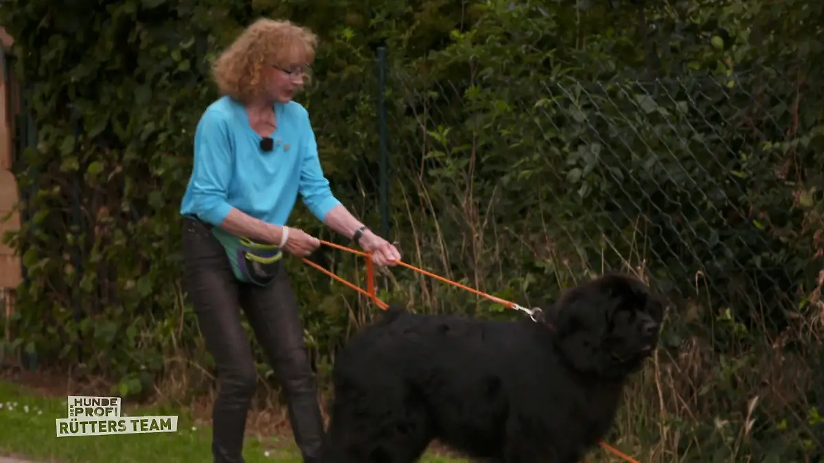 Spazierengehen mit Smilla ist eine Kraftprobe Neufundländer-Hündin