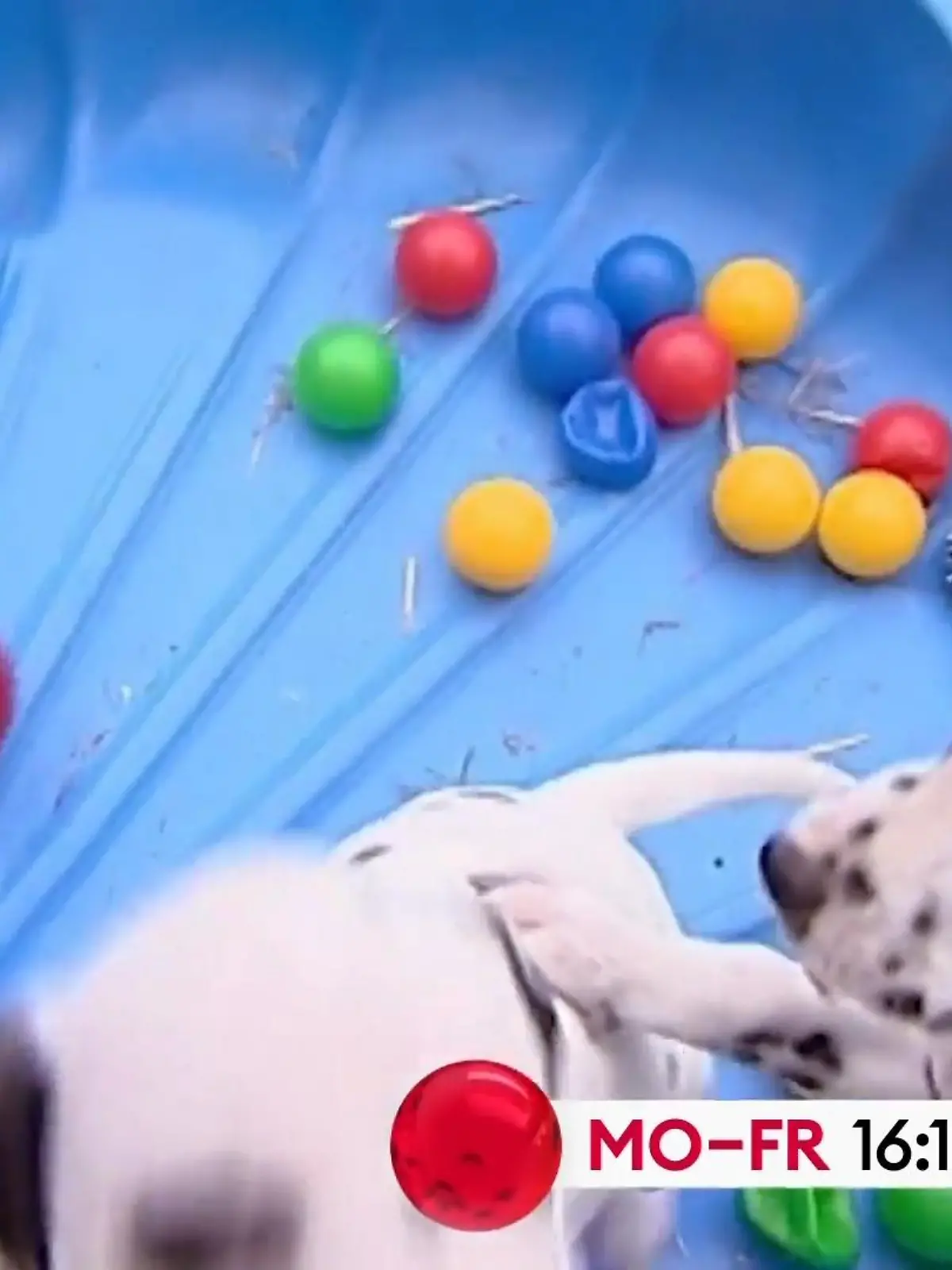 Bild zu: "Die Tiere übernehmen das Kommando"