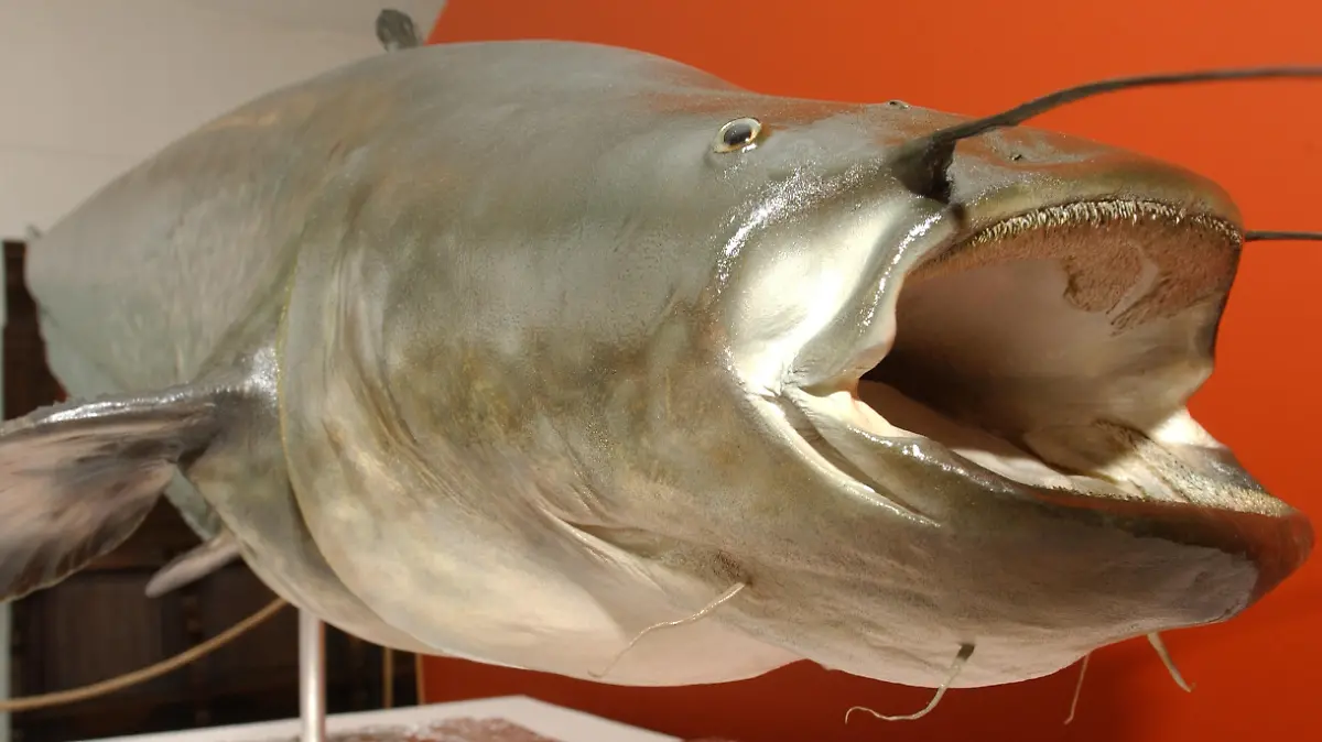 Ein 1,62 Meter langer und 79 Kilogramm schwerer präparierter Wels steht am Freitag (10.06.2005) im Städtischen Museum Schloss Rheydt in Mönchengladbach. Der unter dem Namen "Kuno" bekannt gewordene Wels, der im Juli 2003 am Ufer des Volksgaternweihers tot aufgefunden wurde und der angeblich einen Dackel gefressen haben soll, hat sein endgültiges Zuhause im Renaissance-Museum gefunden. Foto: Horst Ossinger +++(c) dpa - Report+++