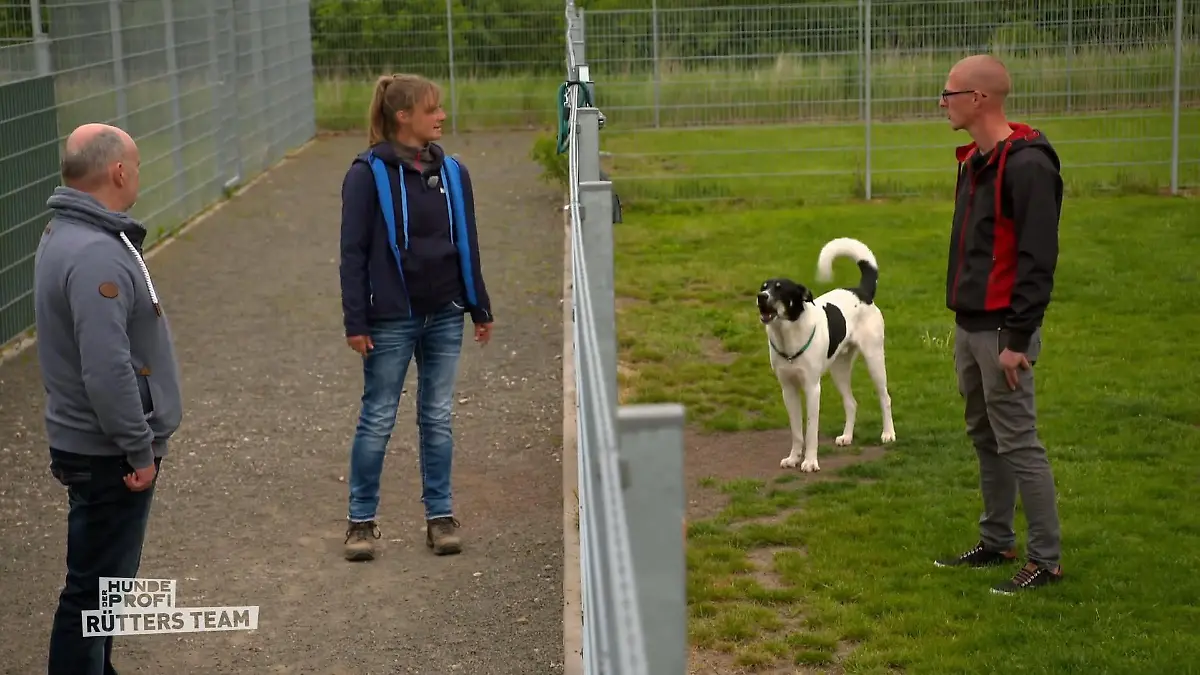 Franzi analysiert Kenzos Verhalten genau! Wirklich ein Problemhund?