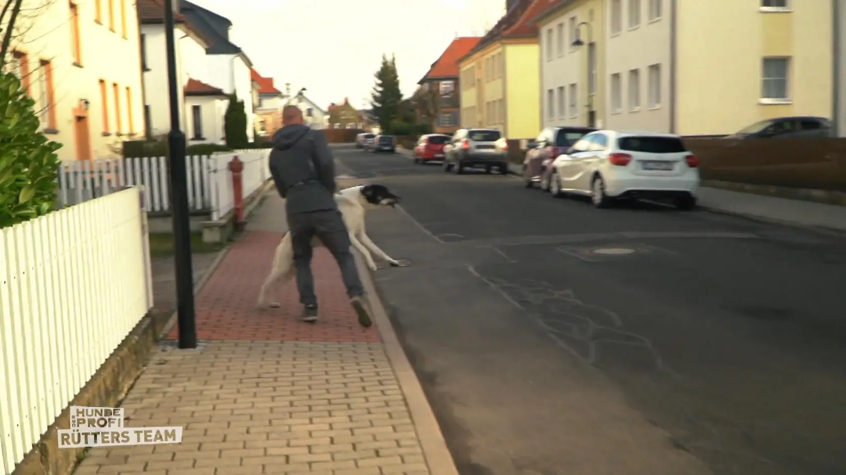 Herrchen Kevin ist verzweifelt! Kenzo ist aggressiv gegenüber anderen Hunden