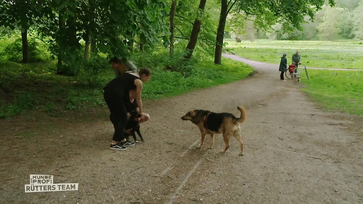 Tierschutzhund Nova kann nicht abschalten! Auf der Jagd?