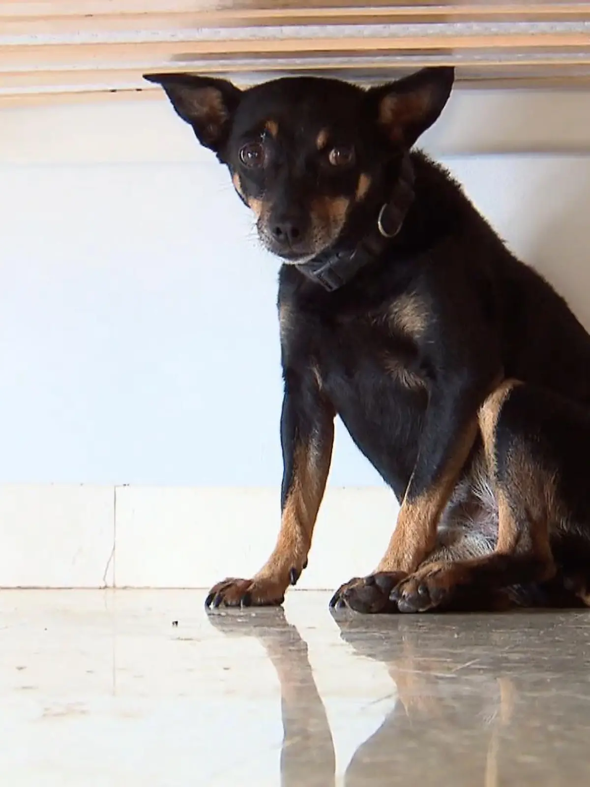 Bild zu: "Zwingt Corona die Robens zum Umzug?"