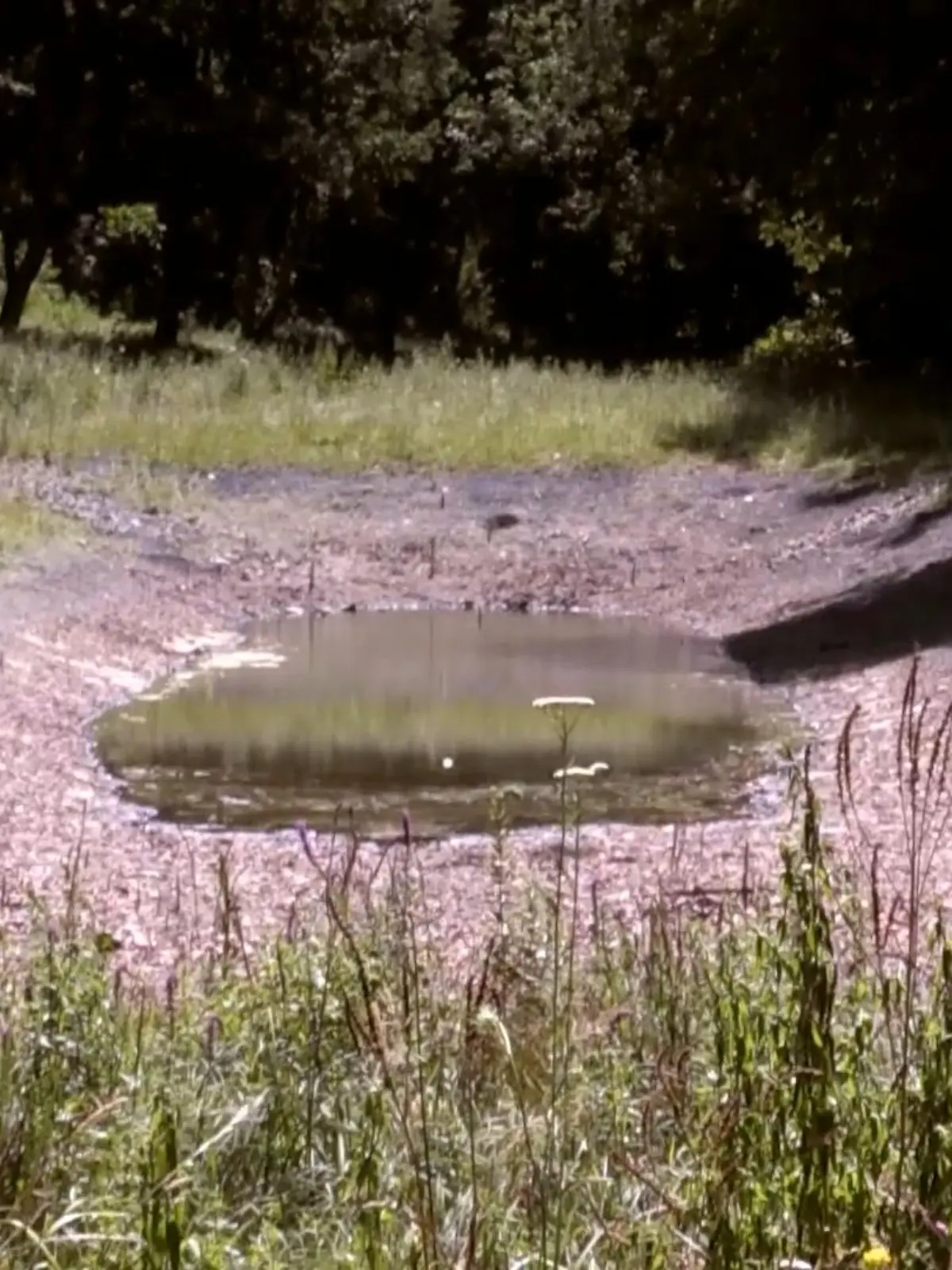 Eine Erneuerung eines Teichs in Unna sollte ihn noch schöner machen. Nur genau das Gegenteil ist der Fall. Vom Teich ist jetzt nur noch eine Pfütze übrig. Was da schief gelaufen ist.