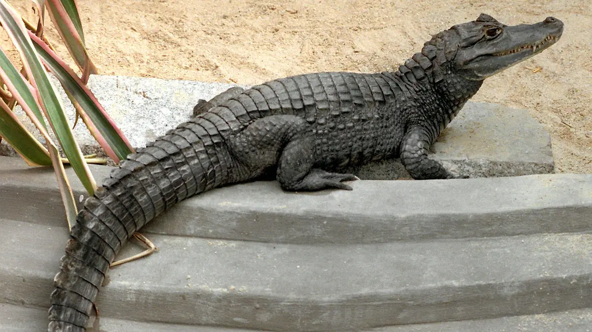 Brillenkaiman Sammy begutachtet am 23.7.1997 sein "Luxusappartment" im sächsischen Exil: Seit ein paar Tagen tummelt sich der Alligator im Zoo von Falkenstein (Vogtland) in einer neuen Behausung. Sie ist 20 Quadratmeter groß und verfügt mit Swimmingpool, Sandstrand, Fußboden- und Wasserheizung über «promimäßige» Ausstattung. Der Brillenkaiman hatte 1994 für Schlagzeilen gesorgt, als er seinem Herrchen Jörg Zars beim Badeausflug in einem Baggersee nahe dem rheinischen Dormagen entwischte und fünf Tage lang die Freiheit ausprobierte. Das Tier - für das Zars angeblich keine Papiere besaß - kam später in den Tierpark Falkenstein. Seitdem befassen sich die Gerichte mit dem Fall, ob Sammy wieder zurück zu Herrchen Zars darf.