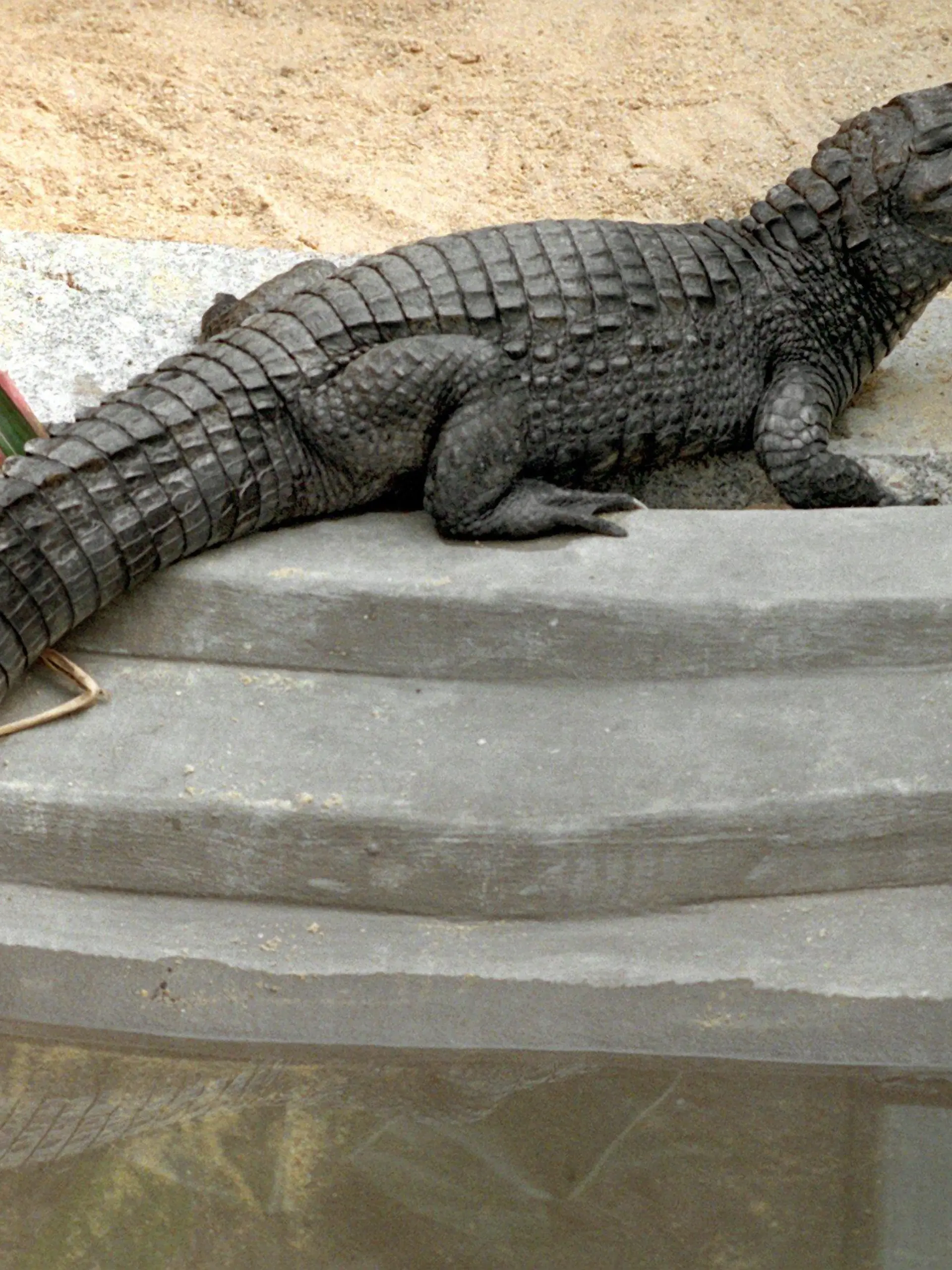 Brillenkaiman Sammy begutachtet am 23.7.1997 sein "Luxusappartment" im sächsischen Exil: Seit ein paar Tagen tummelt sich der Alligator im Zoo von Falkenstein (Vogtland) in einer neuen Behausung. Sie ist 20 Quadratmeter groß und verfügt mit Swimmingpool, Sandstrand, Fußboden- und Wasserheizung über «promimäßige» Ausstattung. Der Brillenkaiman hatte 1994 für Schlagzeilen gesorgt, als er seinem Herrchen Jörg Zars beim Badeausflug in einem Baggersee nahe dem rheinischen Dormagen entwischte und fünf Tage lang die Freiheit ausprobierte. Das Tier - für das Zars angeblich keine Papiere besaß - kam später in den Tierpark Falkenstein. Seitdem befassen sich die Gerichte mit dem Fall, ob Sammy wieder zurück zu Herrchen Zars darf.