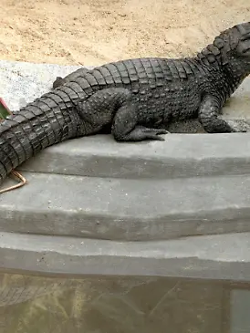 Brillenkaiman Sammy begutachtet am 23.7.1997 sein "Luxusappartment" im sächsischen Exil: Seit ein paar Tagen tummelt sich der Alligator im Zoo von Falkenstein (Vogtland) in einer neuen Behausung. Sie ist 20 Quadratmeter groß und verfügt mit Swimmingpool, Sandstrand, Fußboden- und Wasserheizung über «promimäßige» Ausstattung. Der Brillenkaiman hatte 1994 für Schlagzeilen gesorgt, als er seinem Herrchen Jörg Zars beim Badeausflug in einem Baggersee nahe dem rheinischen Dormagen entwischte und fünf Tage lang die Freiheit ausprobierte. Das Tier - für das Zars angeblich keine Papiere besaß - kam später in den Tierpark Falkenstein. Seitdem befassen sich die Gerichte mit dem Fall, ob Sammy wieder zurück zu Herrchen Zars darf.