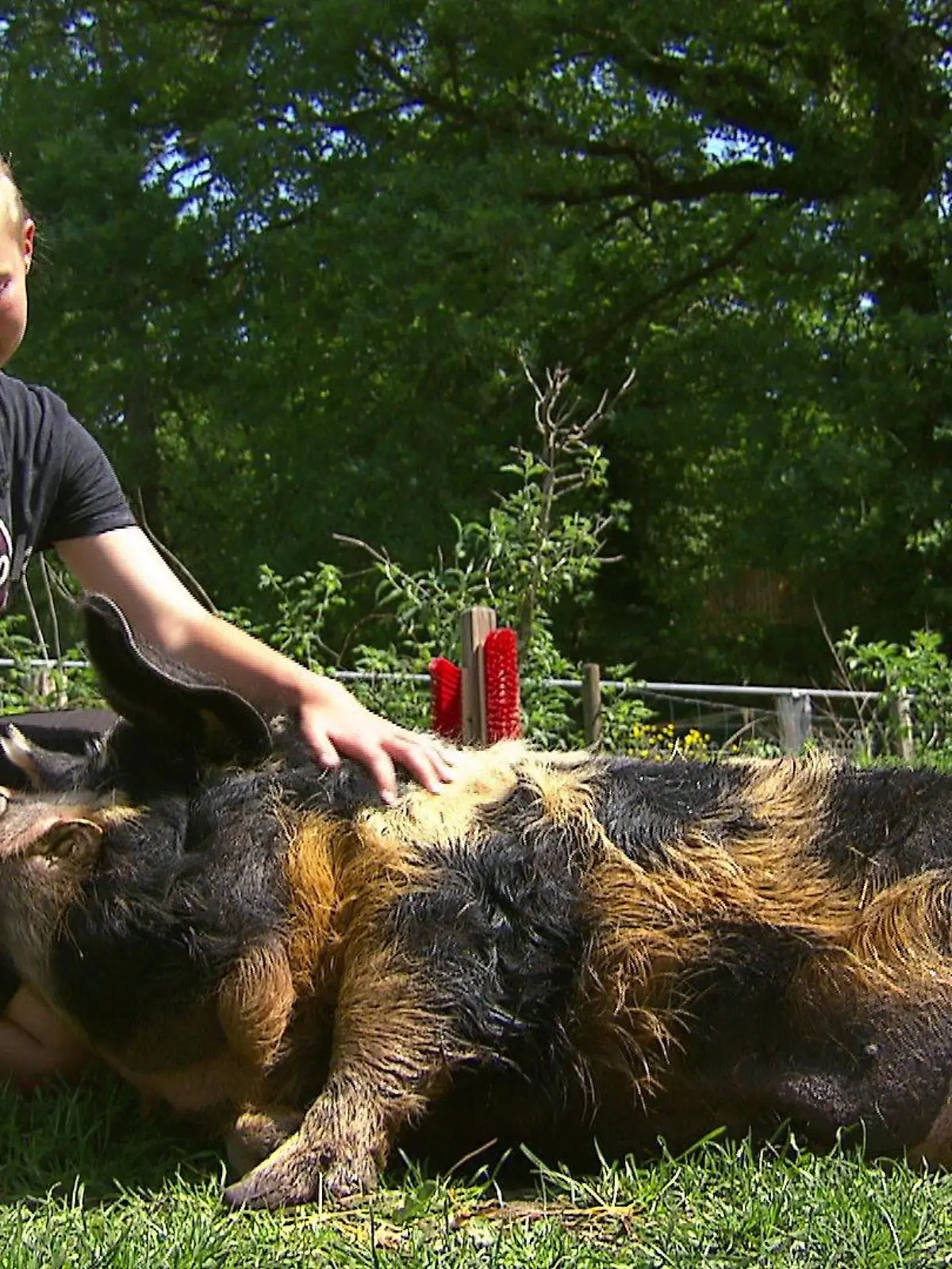 Kunekune Schwein "Bam Bam" liebt die Streicheleinheiten von Meike Rossmann.