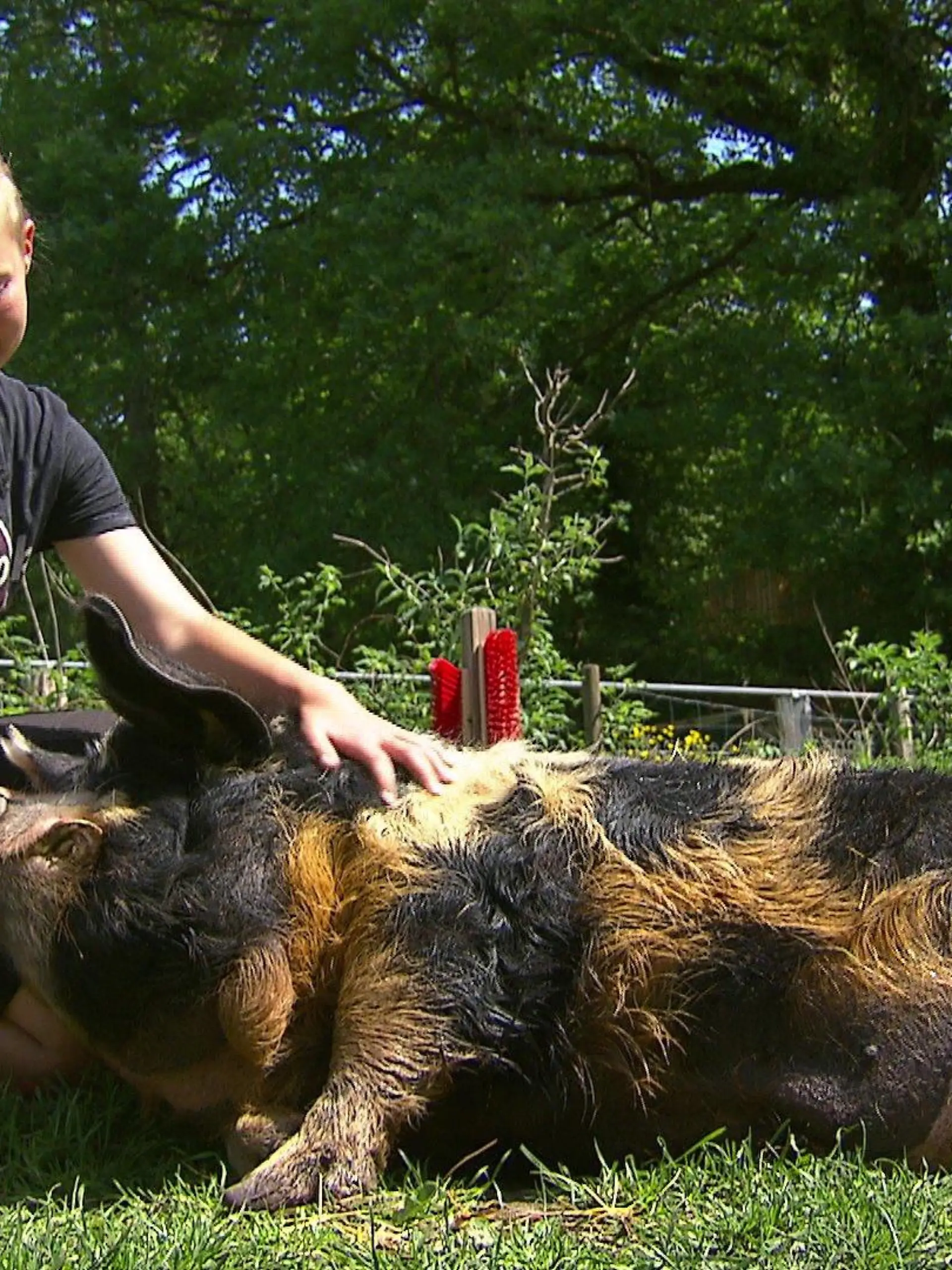 Kunekune Schwein "Bam Bam" liebt die Streicheleinheiten von Meike Rossmann.