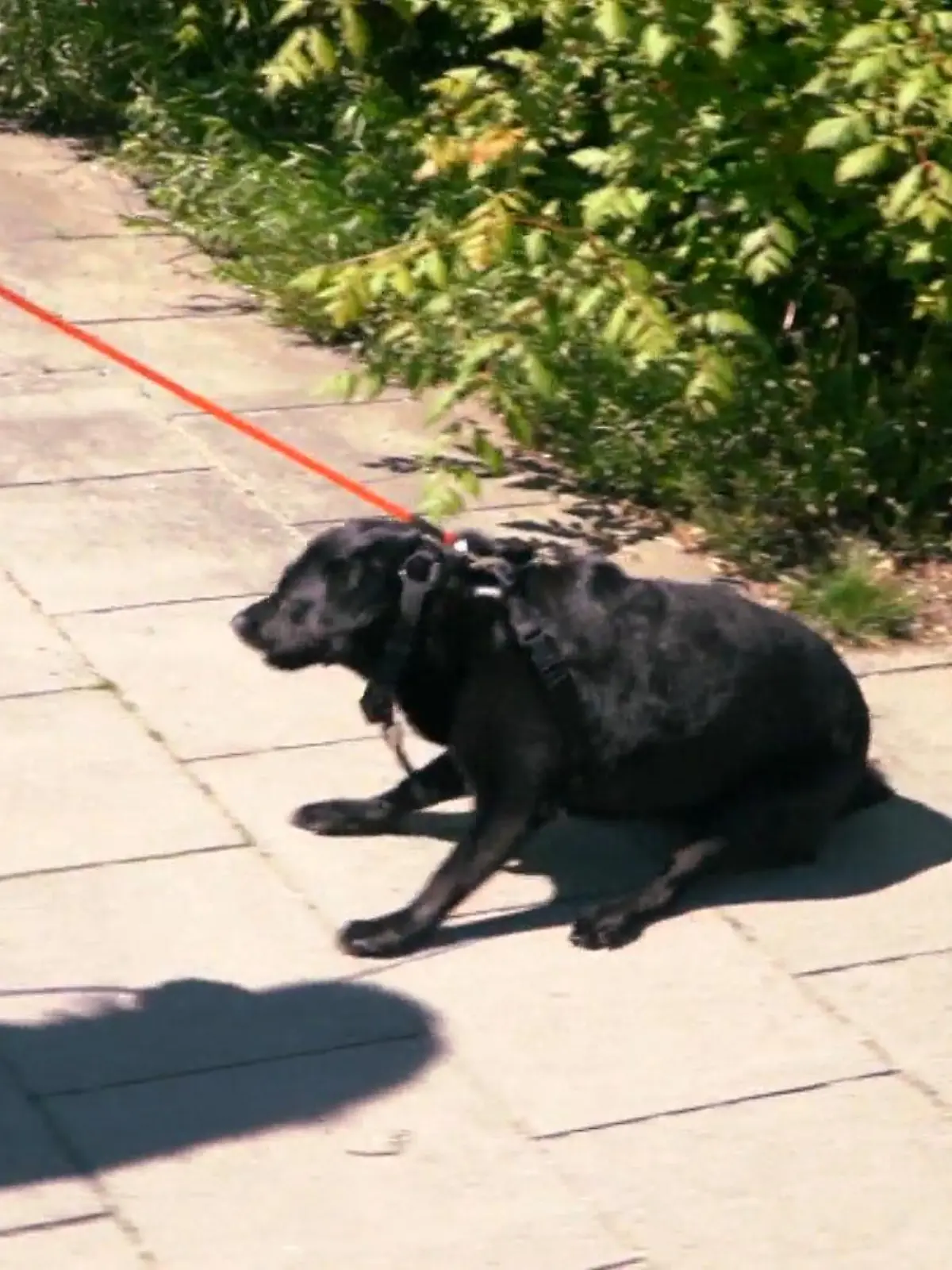 Bild zu: "Mischlingshündin Elli will nicht Gassi gehen"