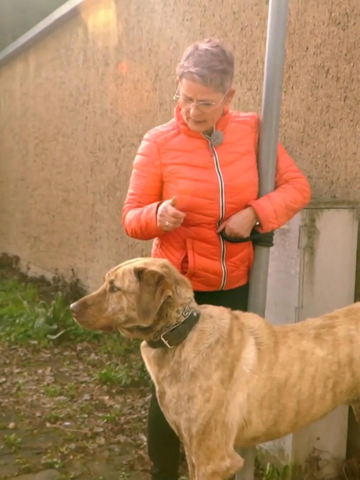 Bild zu: "Kangal-Mischling Fundus ist kaum zu bändigen"