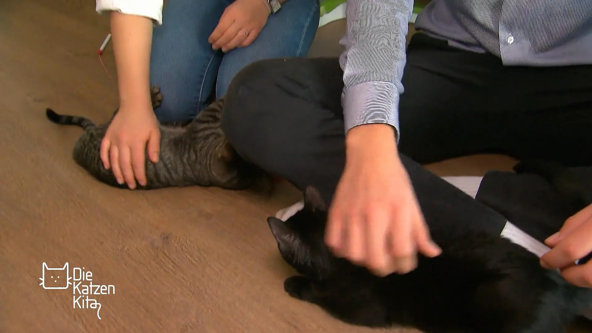 Wie geht es Amino & Luna bei ihrer neuen Familie? Von Verhaltensauffälligkeiten keine Spur
