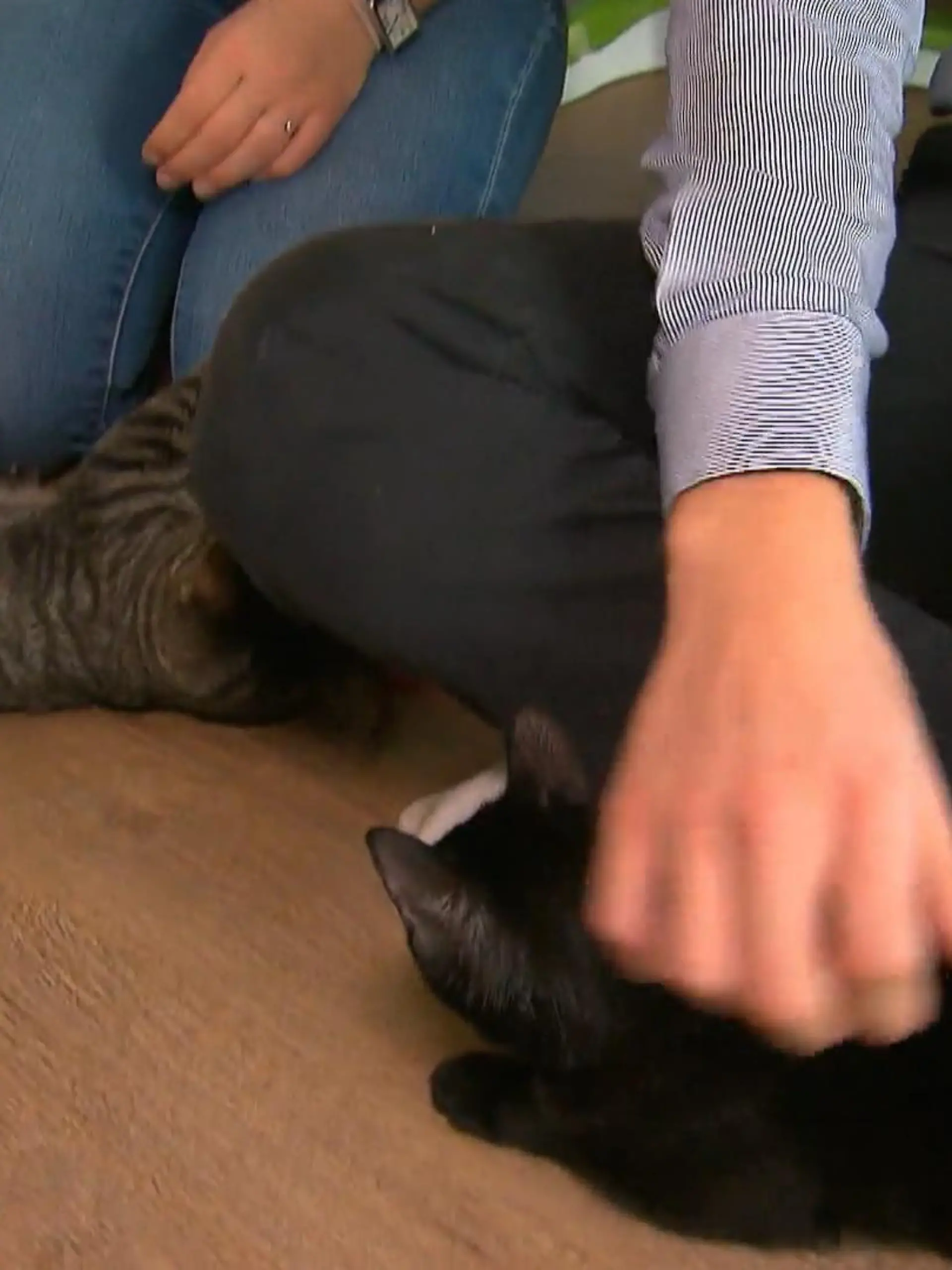 Bild zu: "Wie geht es Amino & Luna bei ihrer neuen Familie?"