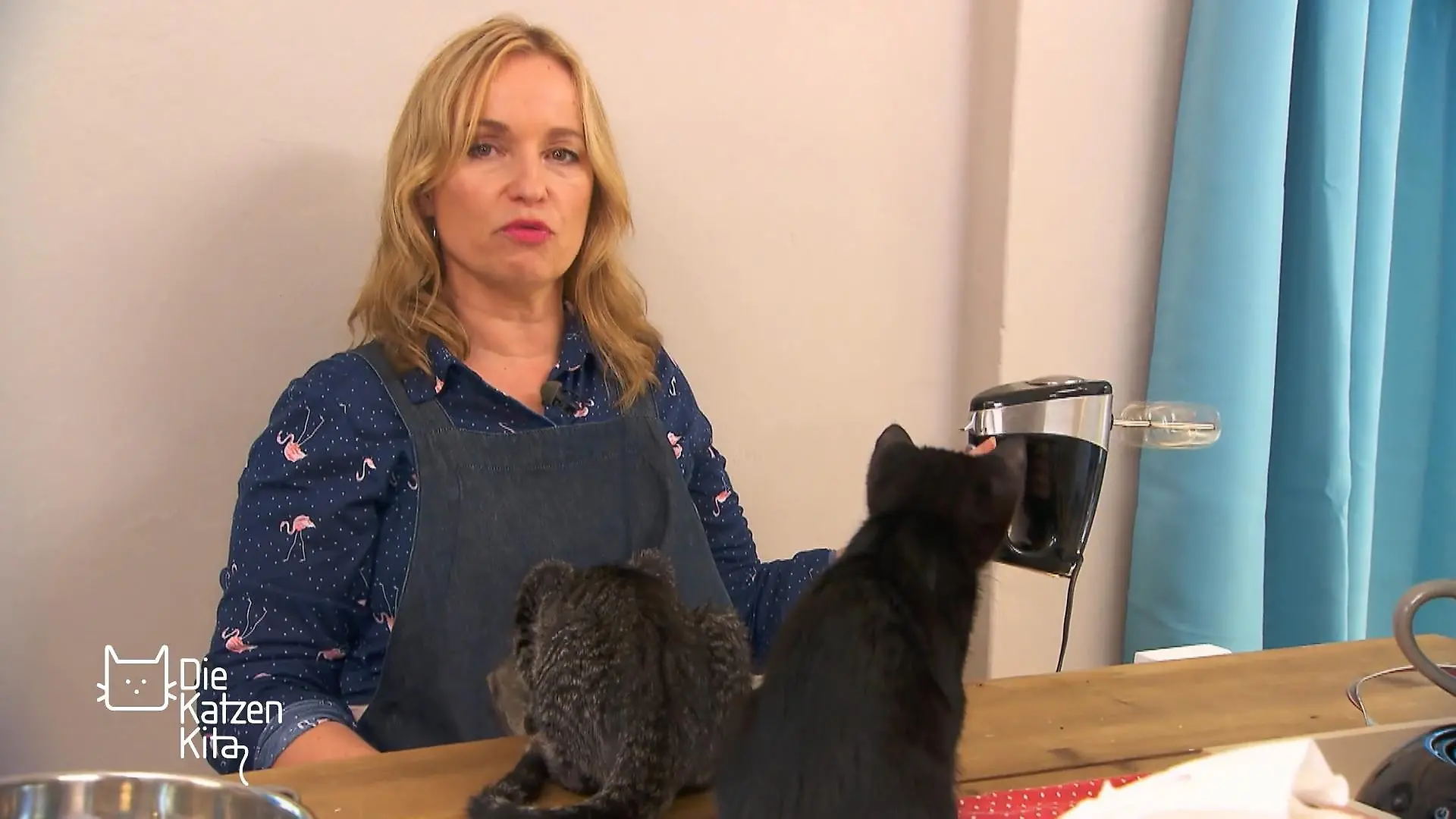 Haushaltstraining für Amino und Luna Die Katzen aus Handaufzucht