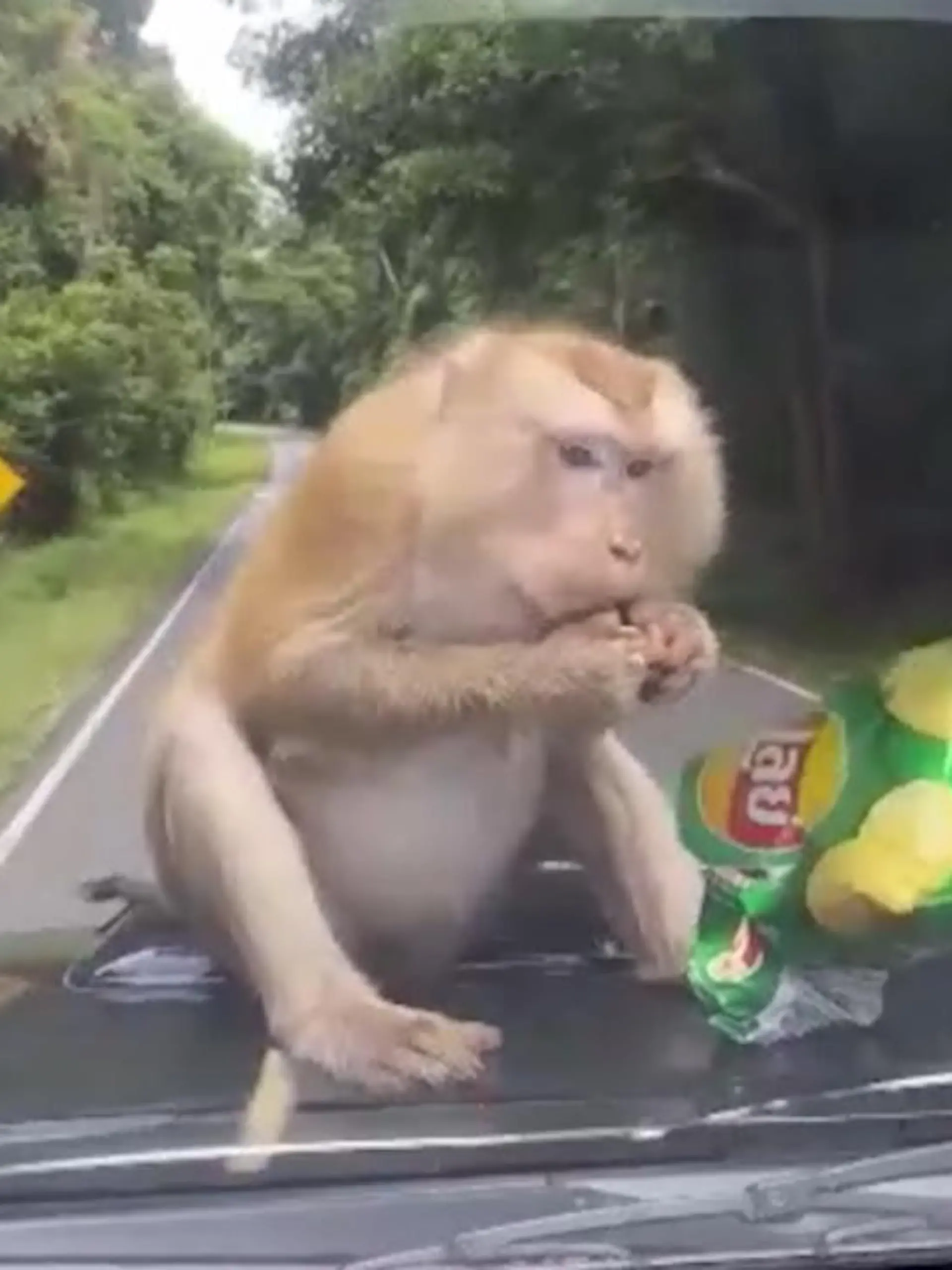 Der hat Übung! Zumindest würde nicht jeder Affe so lässig auf der Motorhaube eines fahrenden Autos sitzen und nebenbei auch noch Chips futtern. Die Insassen finden es super witzig, aber an all die Kinder zu Hause: bitte nicht nachmachen. Das ist nur etwas für sehr erprobte Stunt-Affen.
