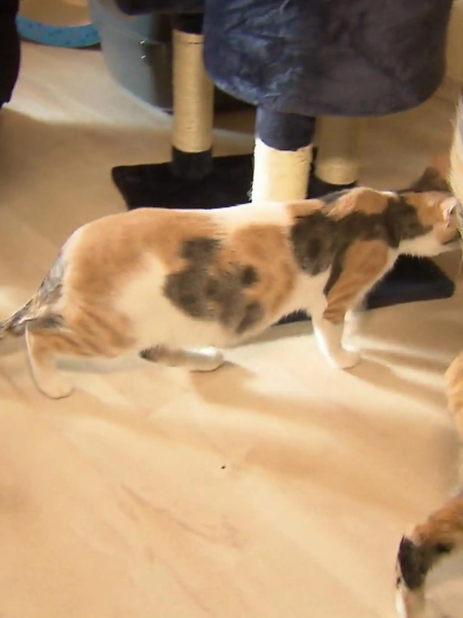 Bild zu: "Daisy und Poppy ziehen heute bei Julia ein"